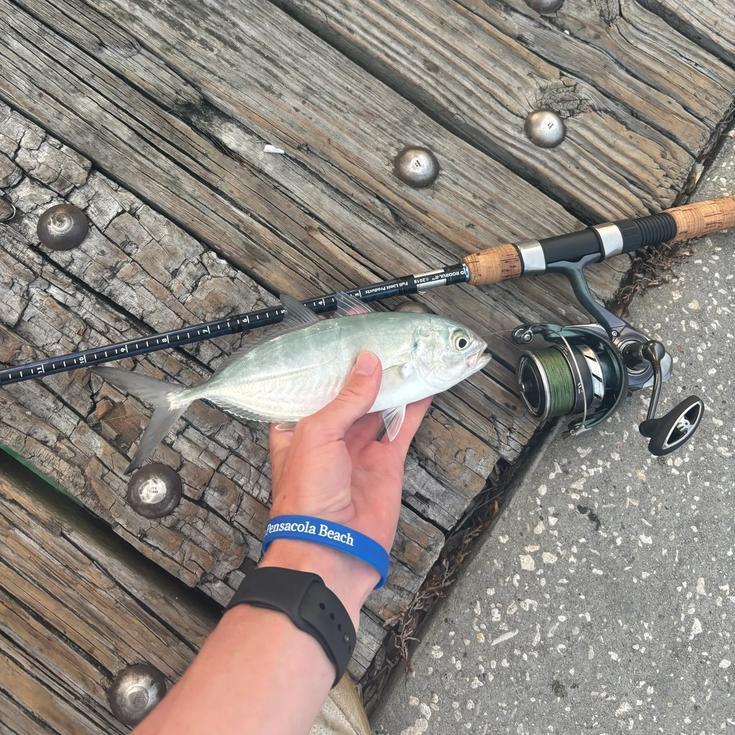 Fishing in Gulf Shores, AL (United States)  Find Spots, Species & Tips