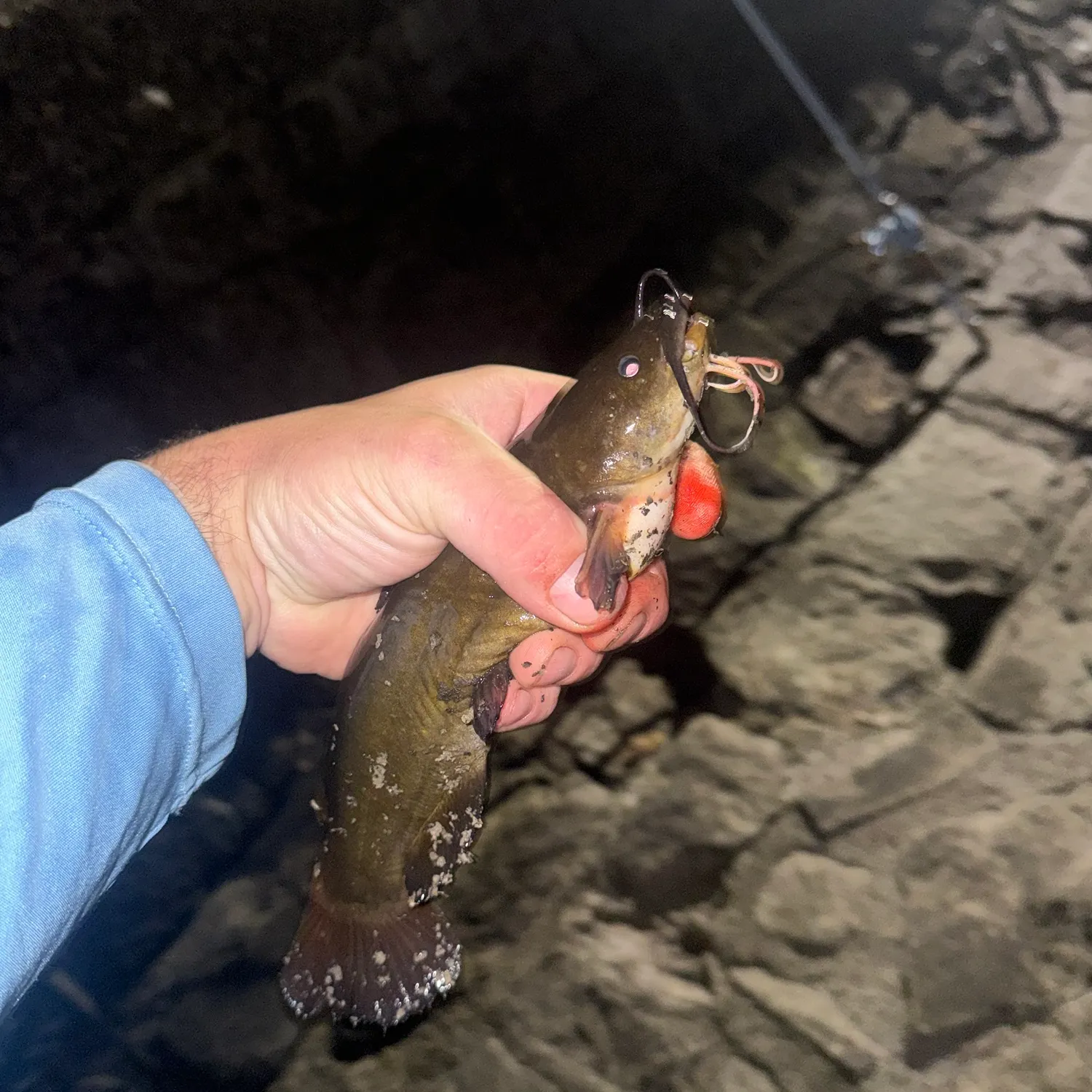 Black bullhead caught on Fishbrain