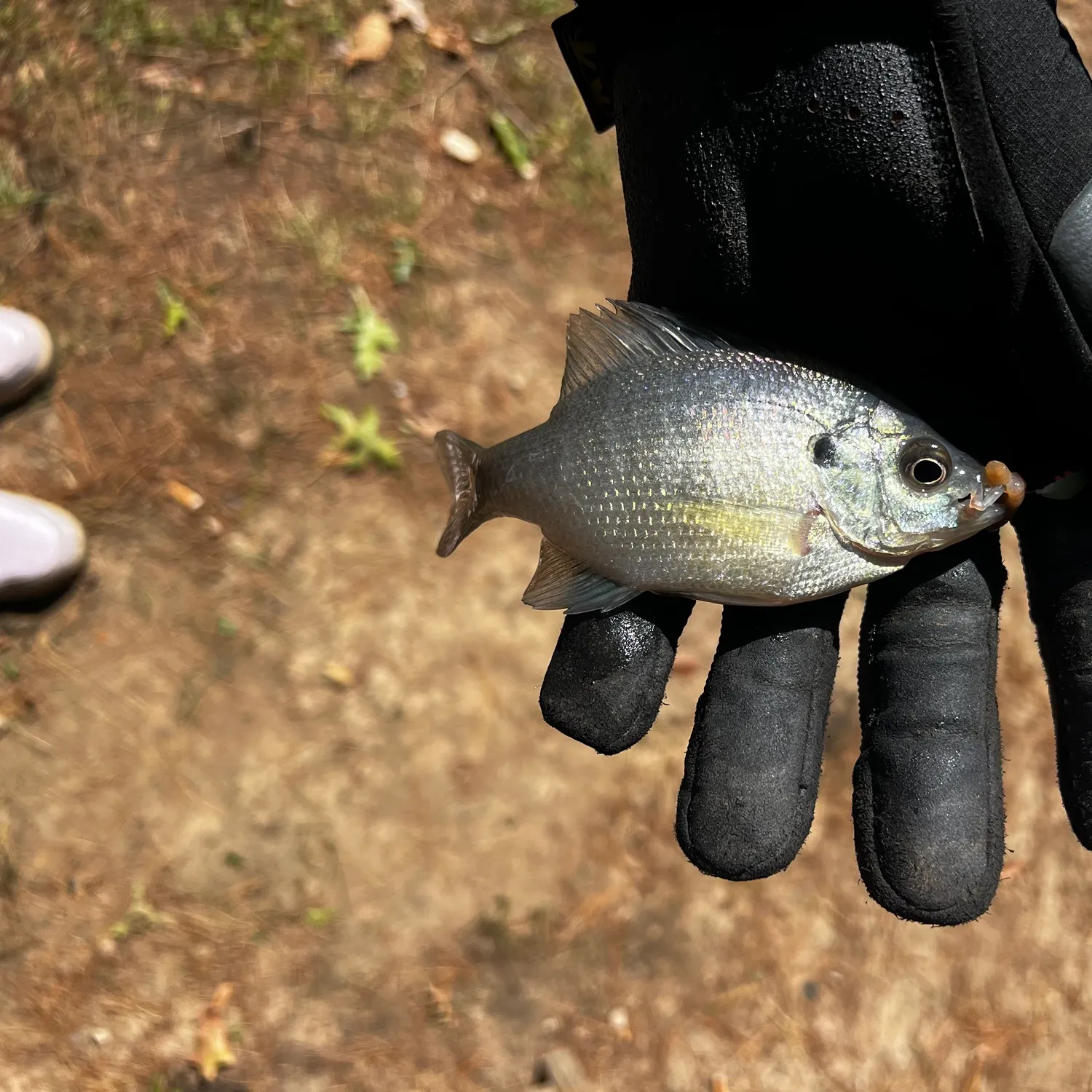 White crappie caught on Fishbrain