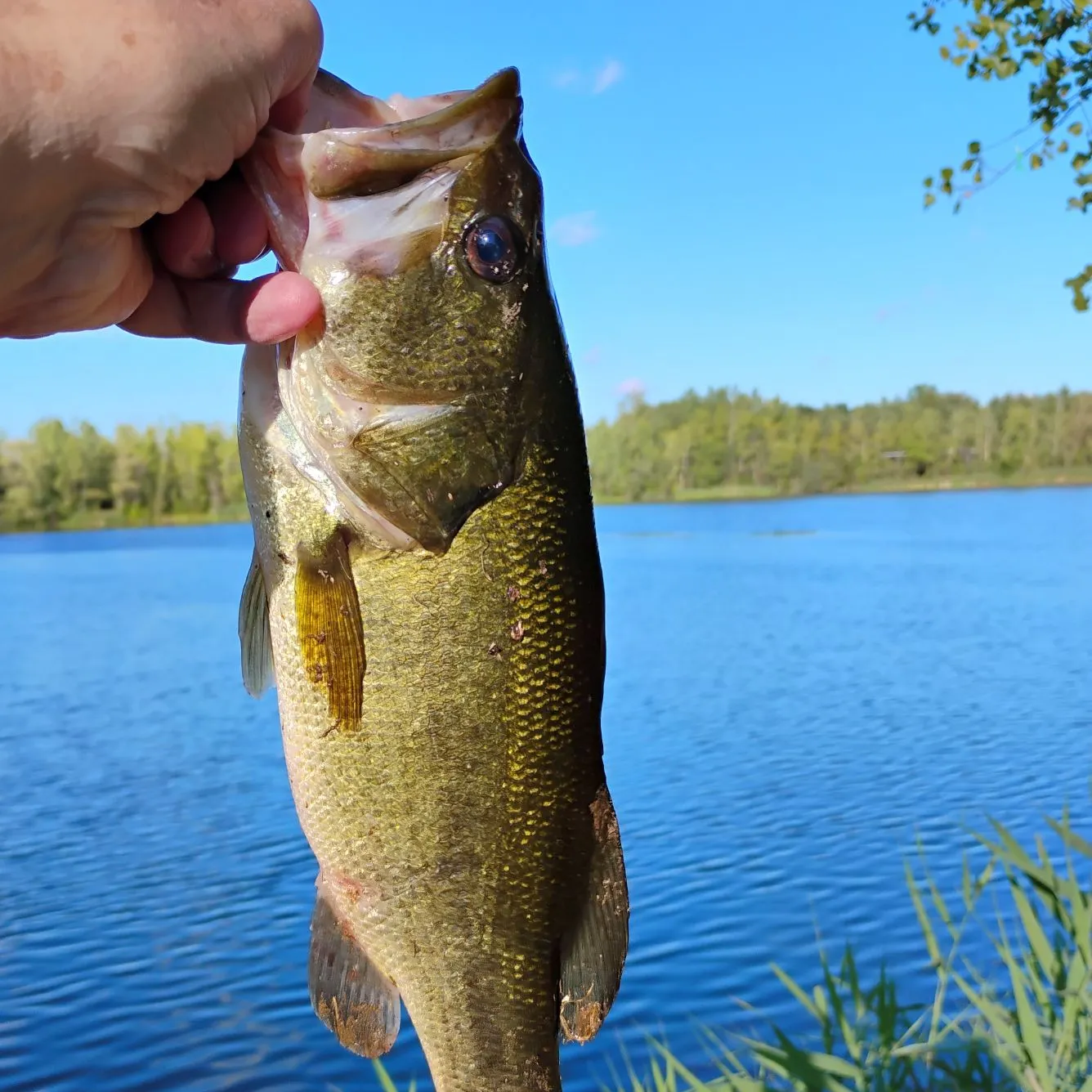 Largemouth bass caught on Fishbrain