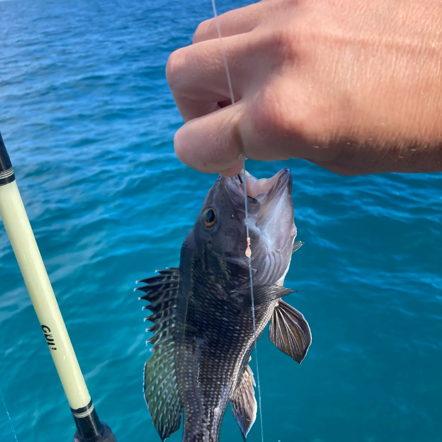 The most recent Black sea bass catches on Fishbrain