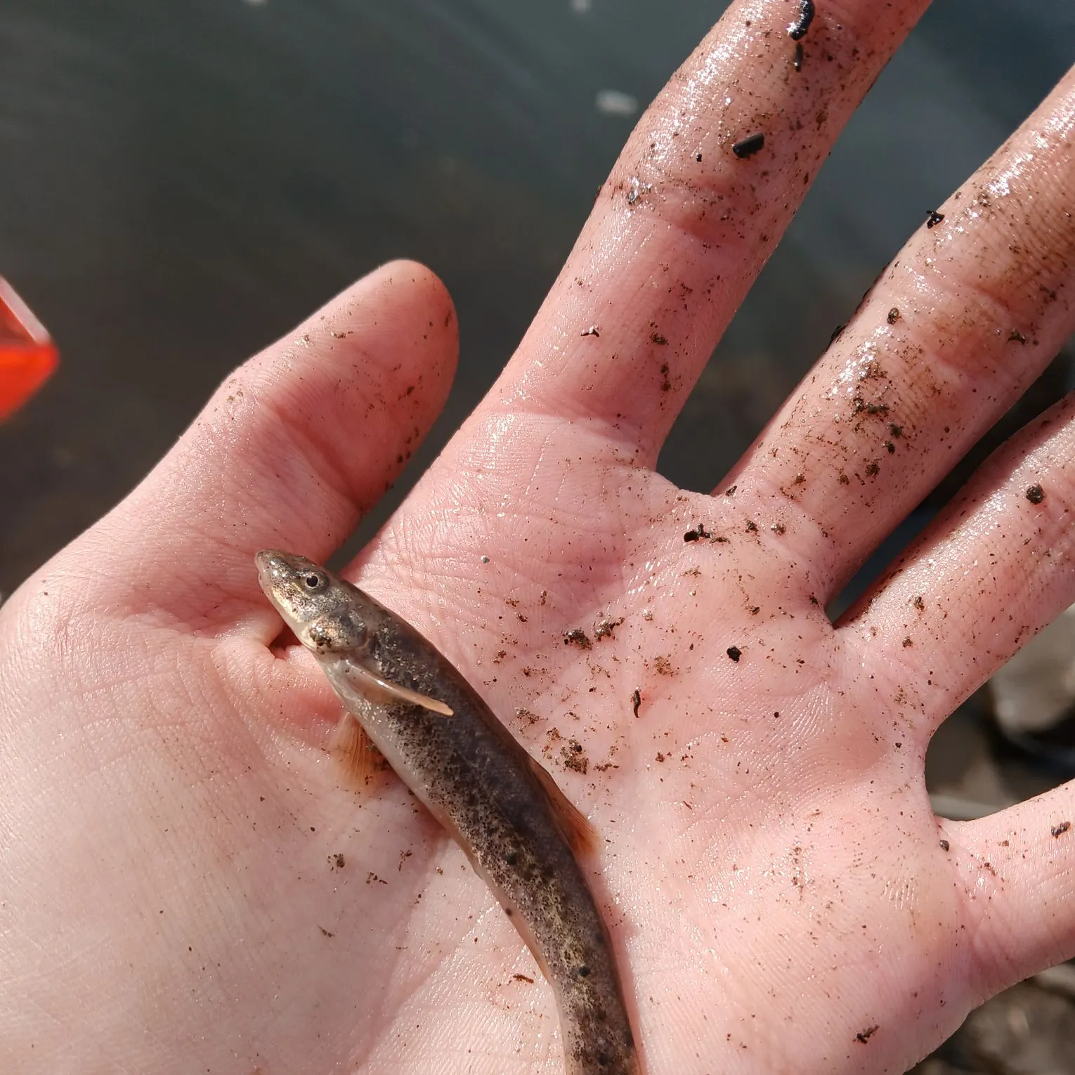 The most recent White sucker catches on Fishbrain