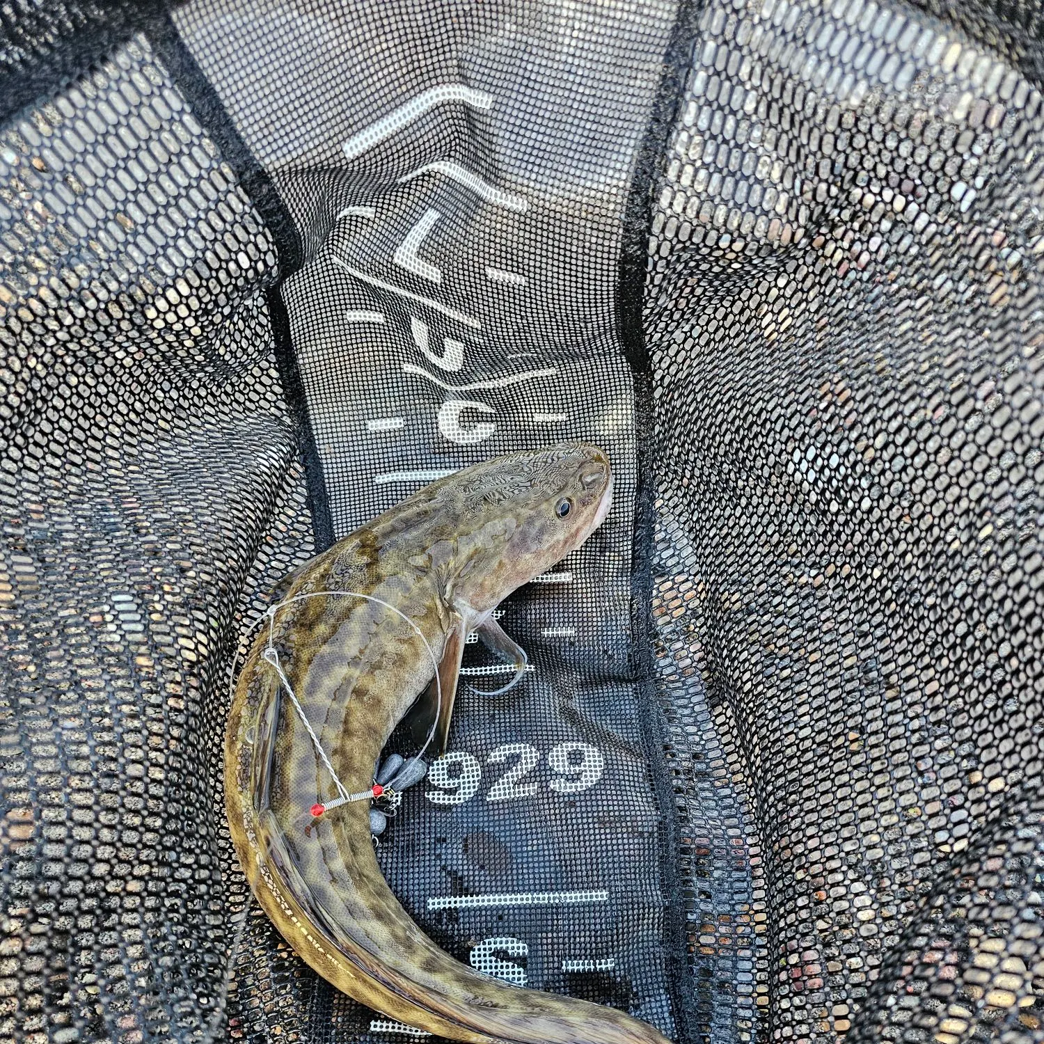 Burbot caught on Fishbrain