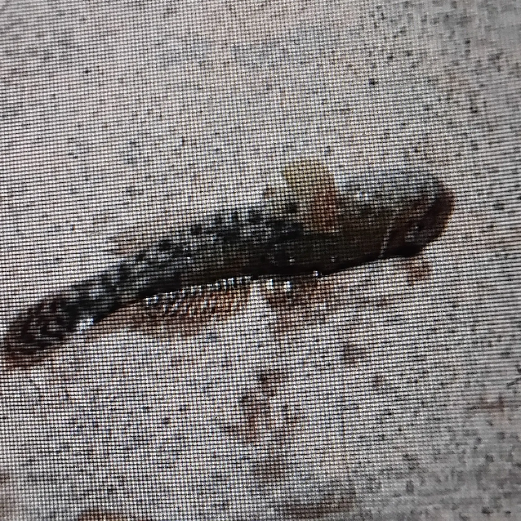 The most recent Common goby catches on Fishbrain