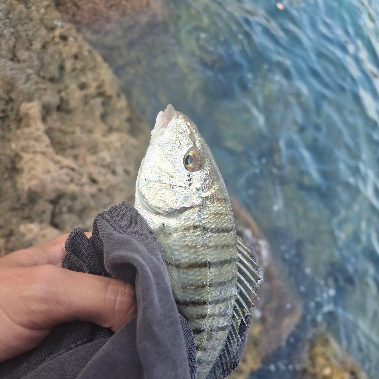 The most recent Striped seabream catches on Fishbrain