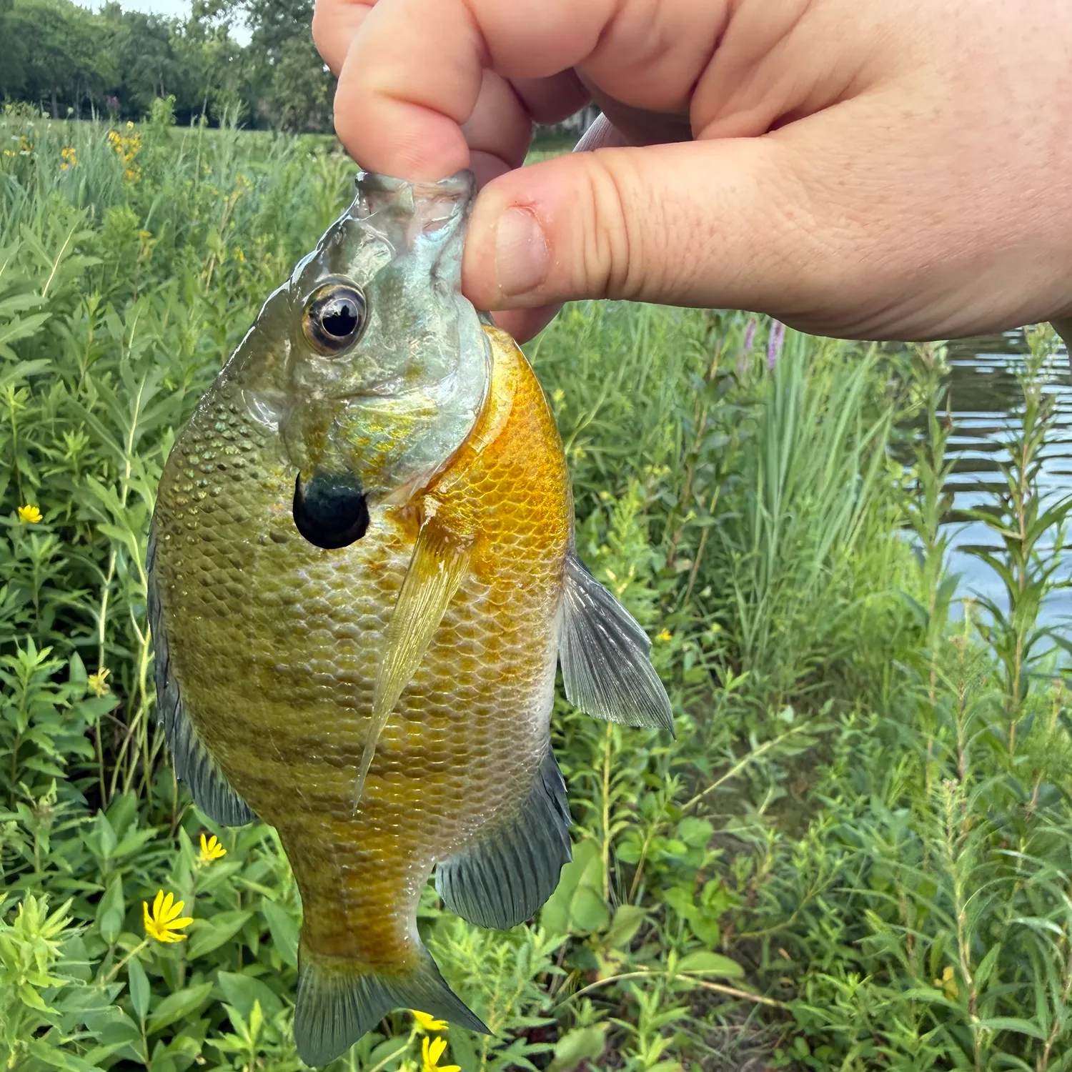 Bluegill caught on Fishbrain