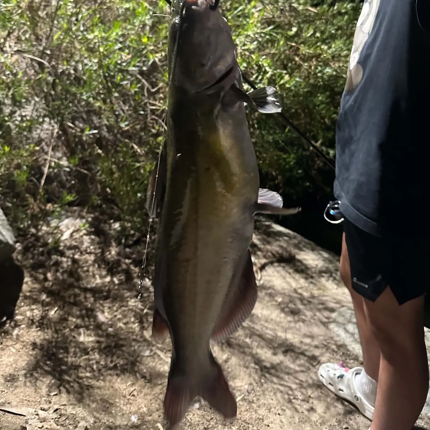 Channel catfish caught on Fishbrain