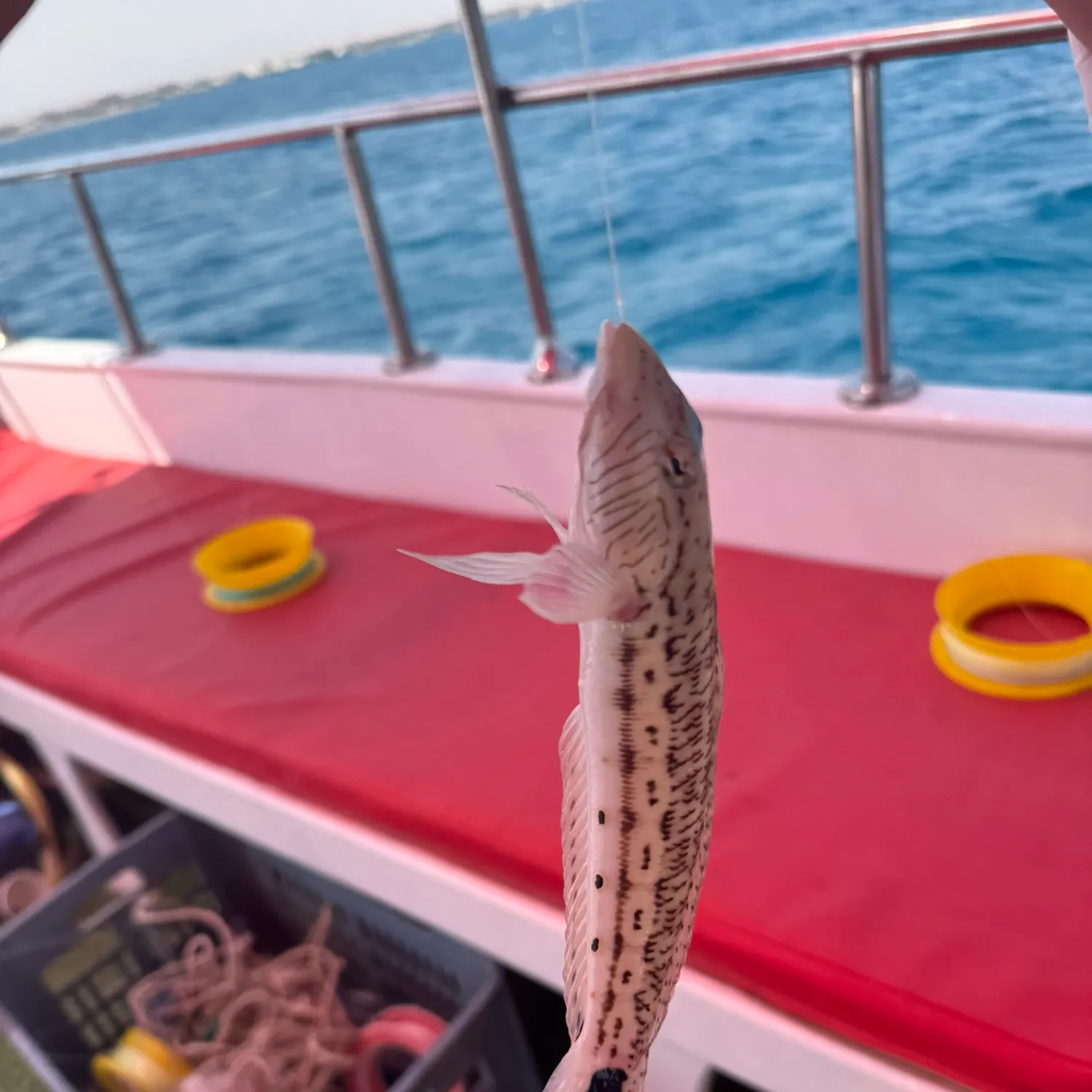 The most recent Greater weever catches on Fishbrain