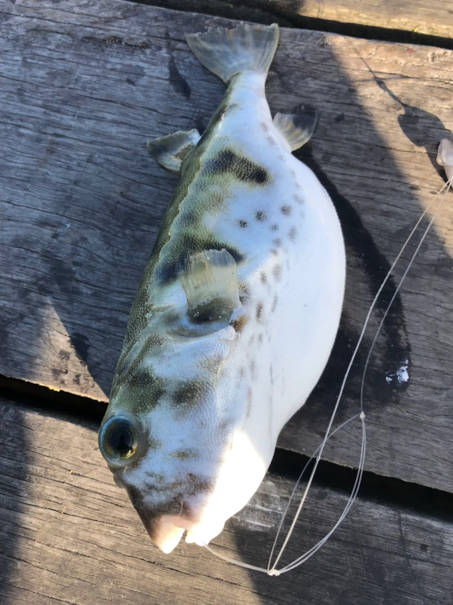 Post image from BigginSalty