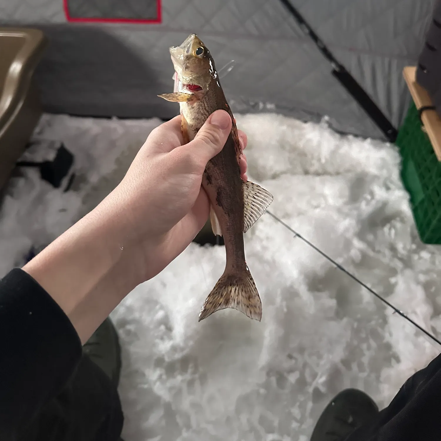 The most recent Sauger catches on Fishbrain