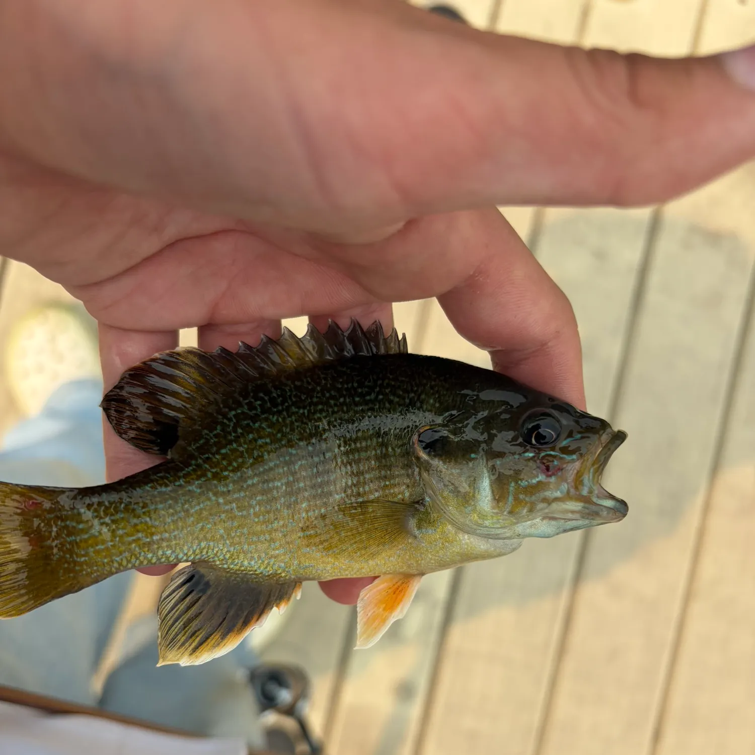 catch
