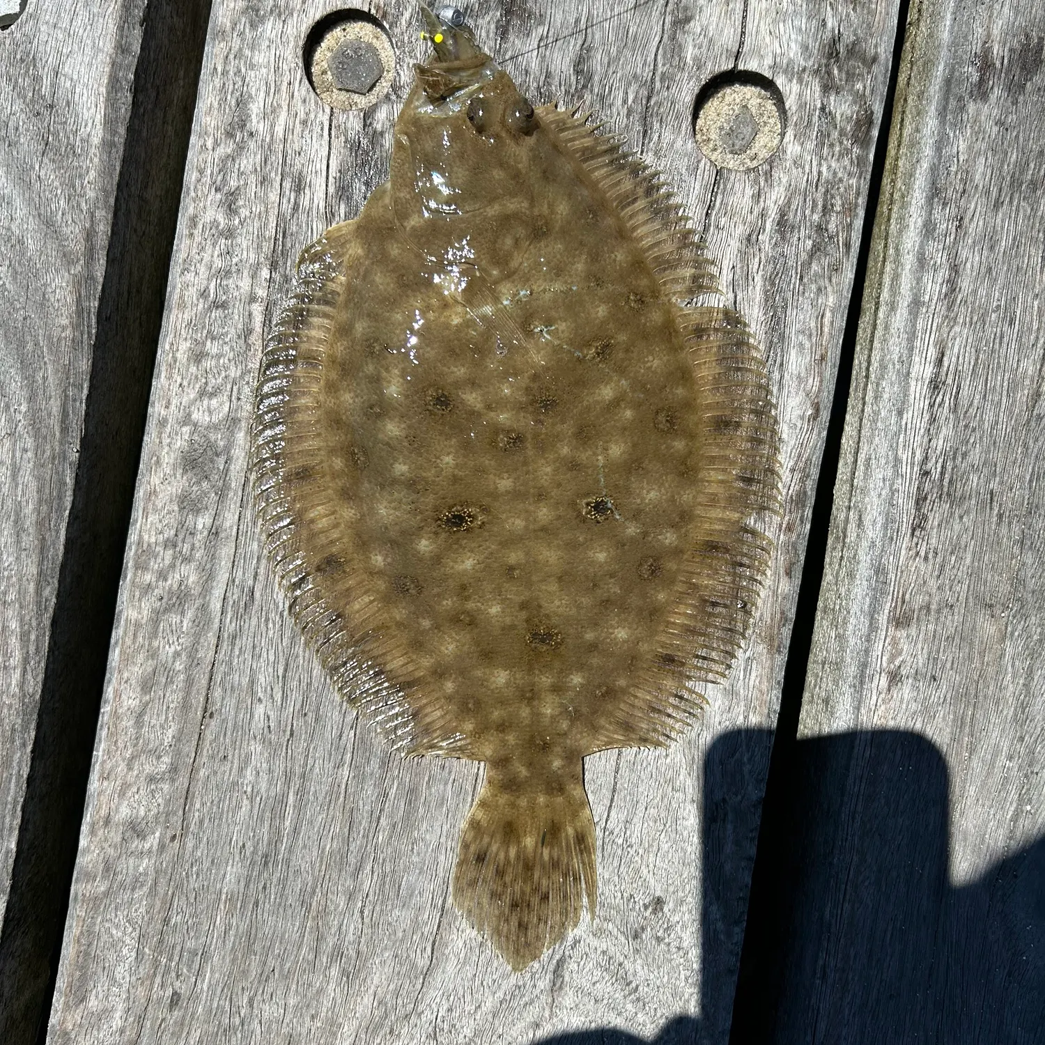 The most recent Smalltooth flounder catches on Fishbrain