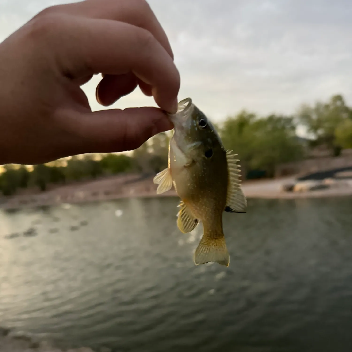 Green sunfish caught on Fishbrain
