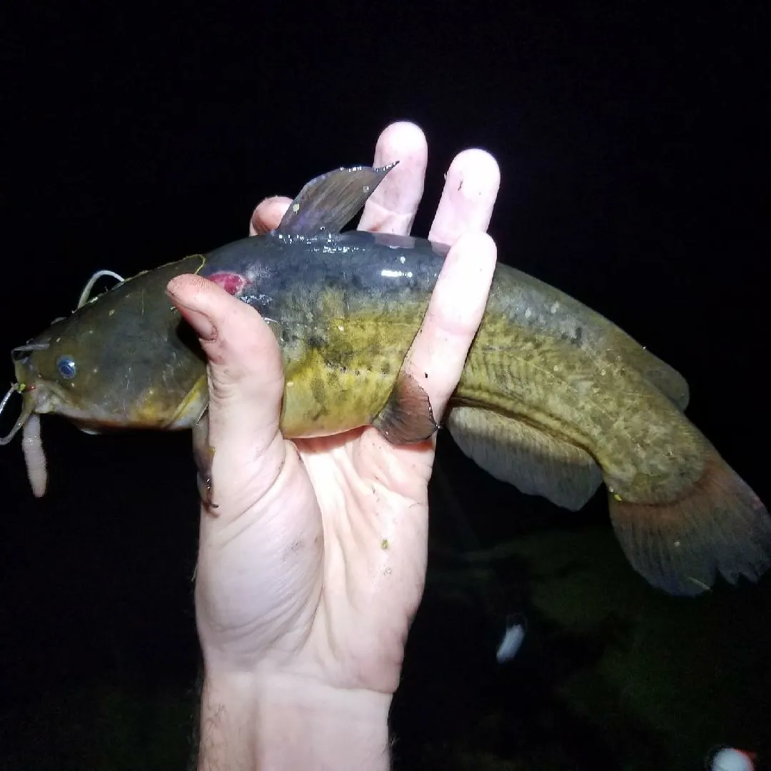 ᐅ Lake Fran Urban Wetlands fishing reports🎣• Orlovista, FL (United ...