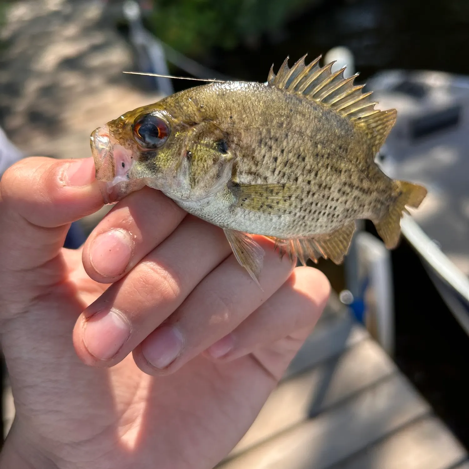 catch