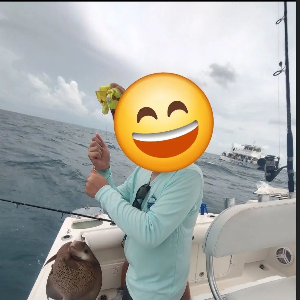 The most recent Gray angelfish catches on Fishbrain