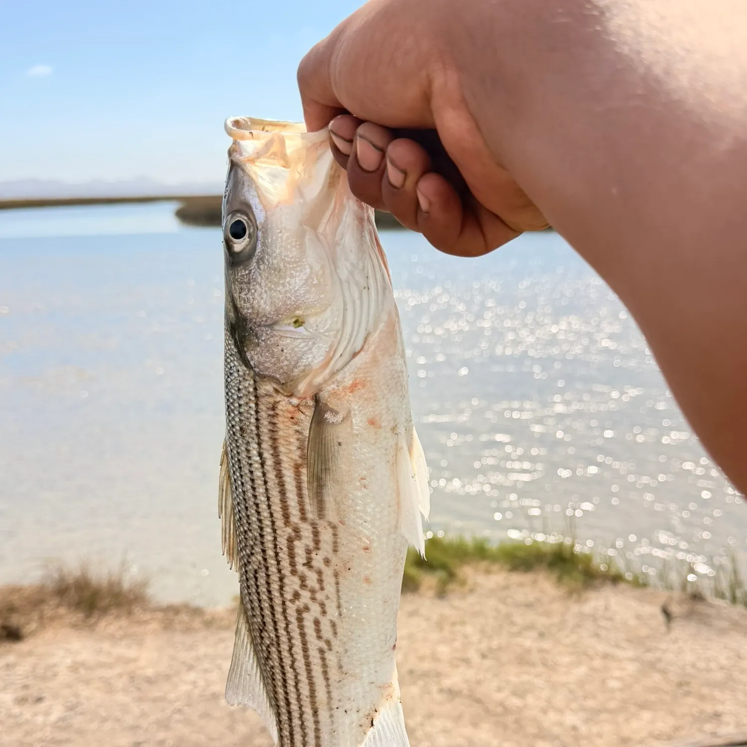 Striped bass caught on Fishbrain