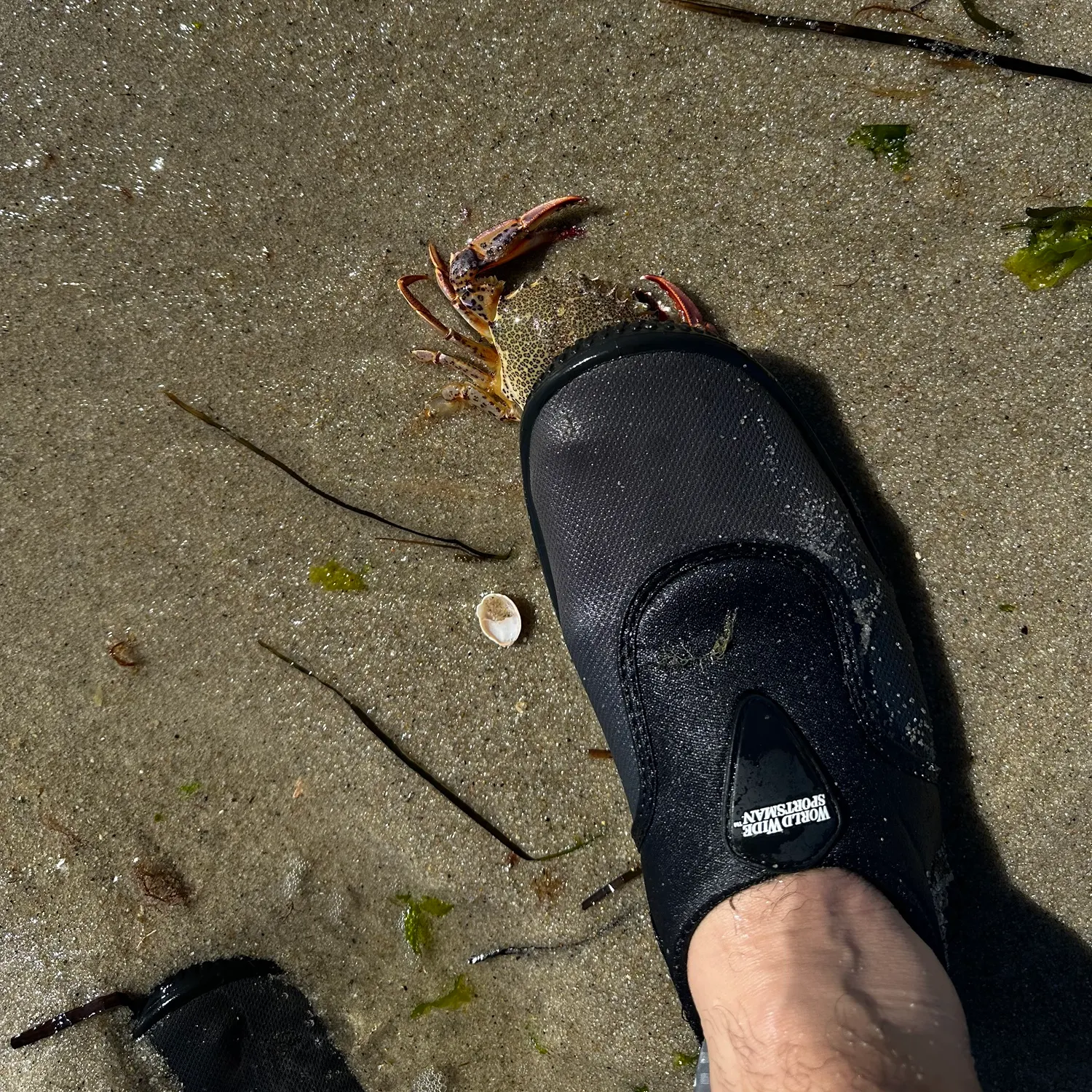 The most recent Ocellate lady crab catches on Fishbrain