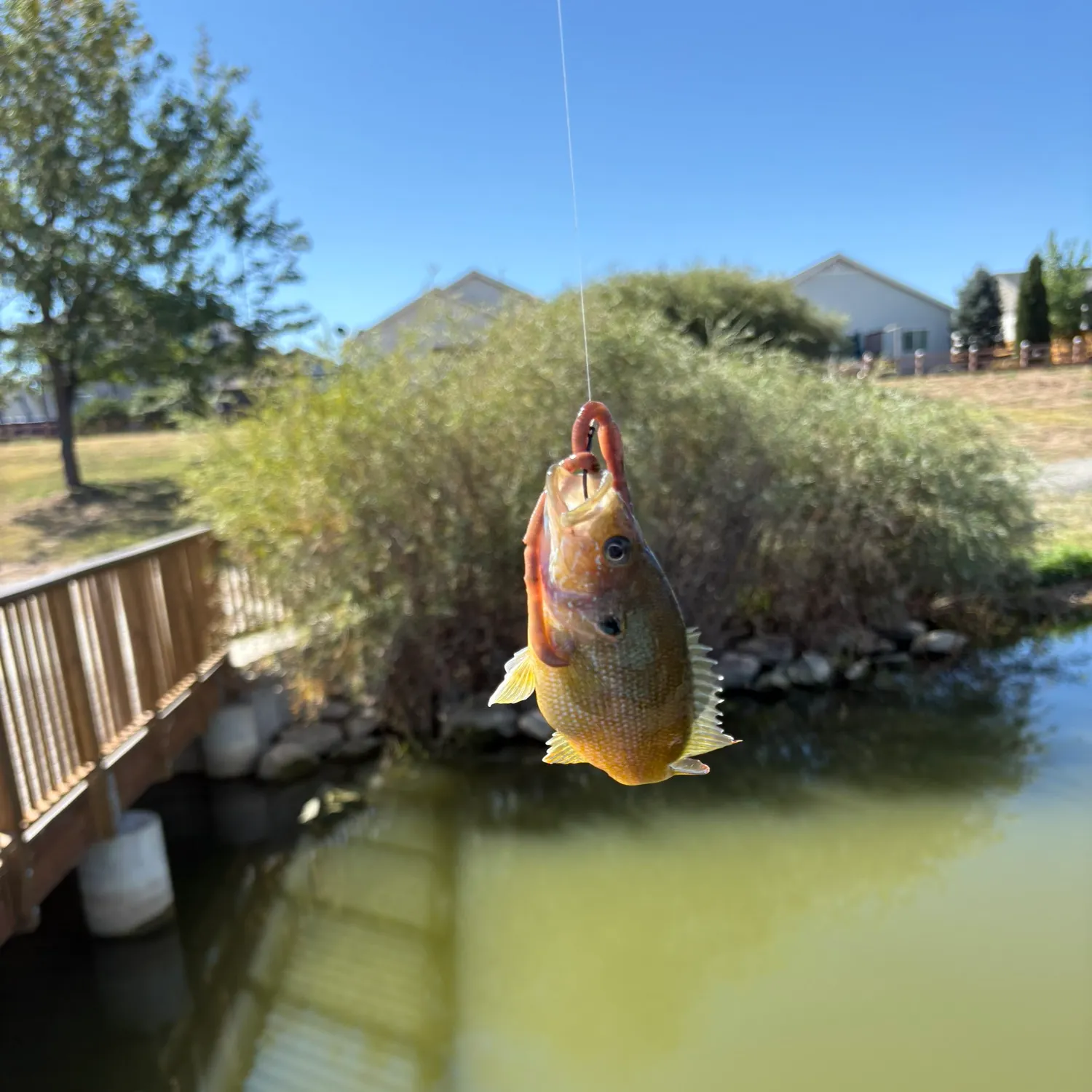 Green sunfish caught on Fishbrain