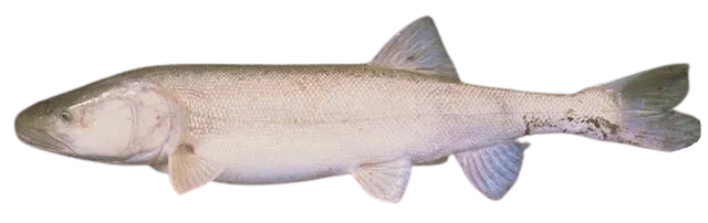 Colorado pikeminnow