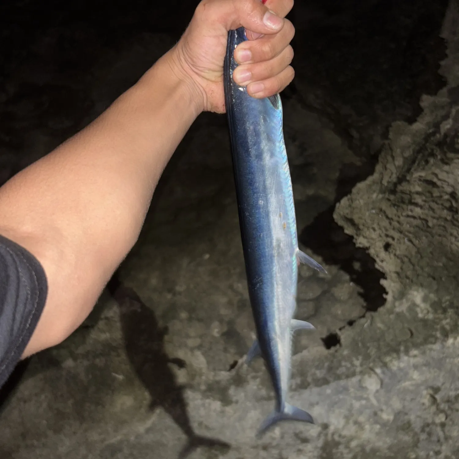 The most popular recent Agujon needlefish catch on Fishbrain