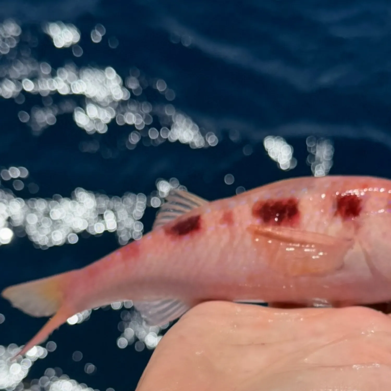 The most recent Spotted goatfish catches on Fishbrain