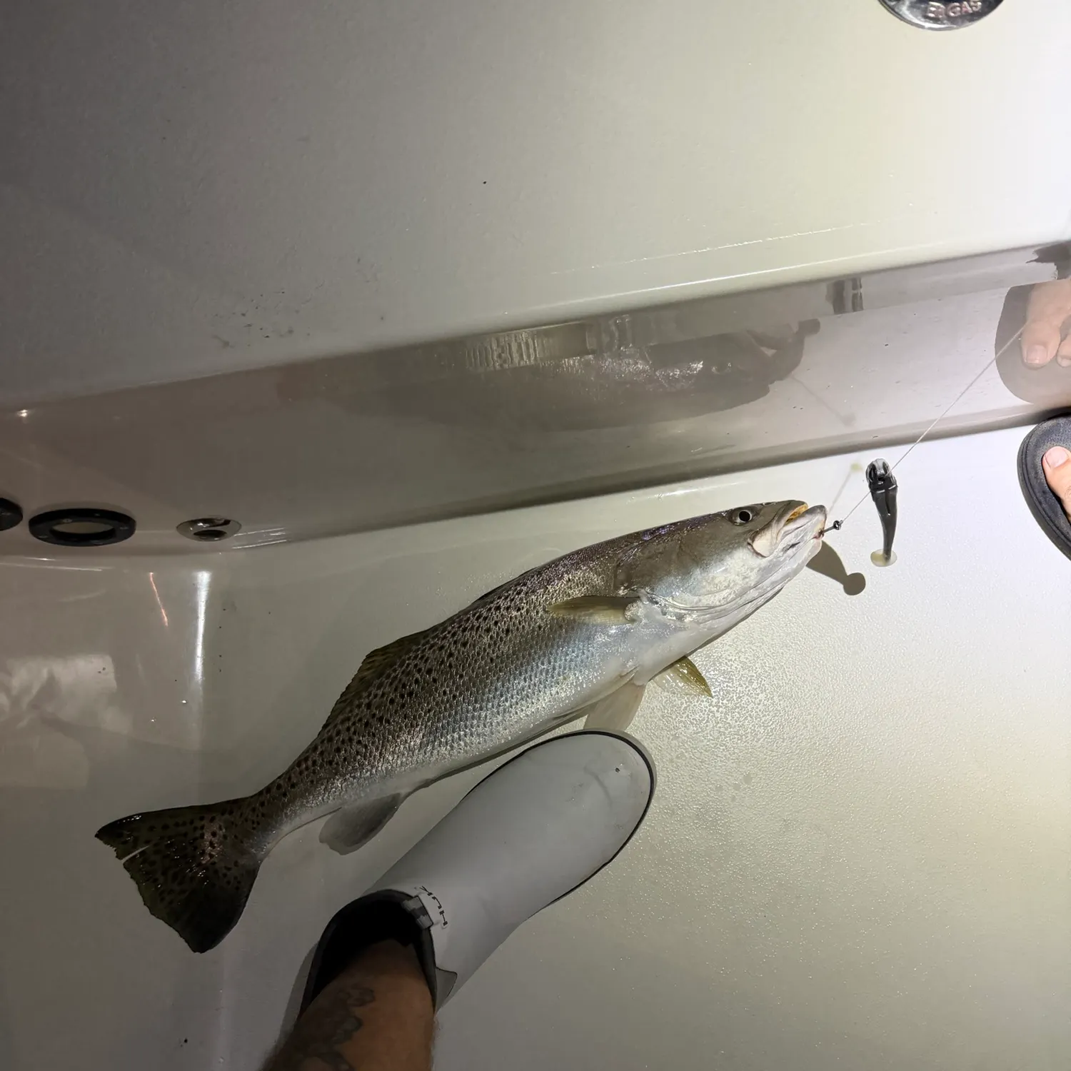 Spotted seatrout caught on Fishbrain