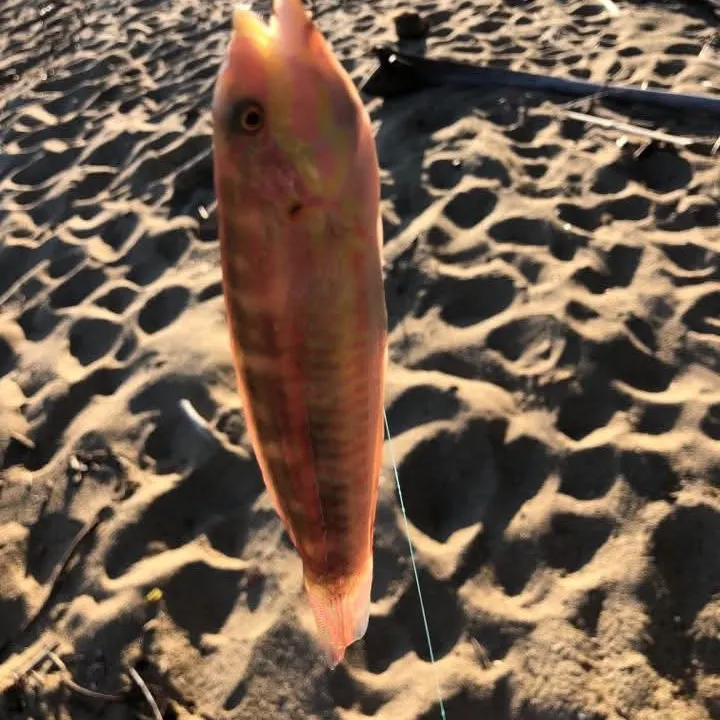 The most recent Fivestripe wrasse catches on Fishbrain