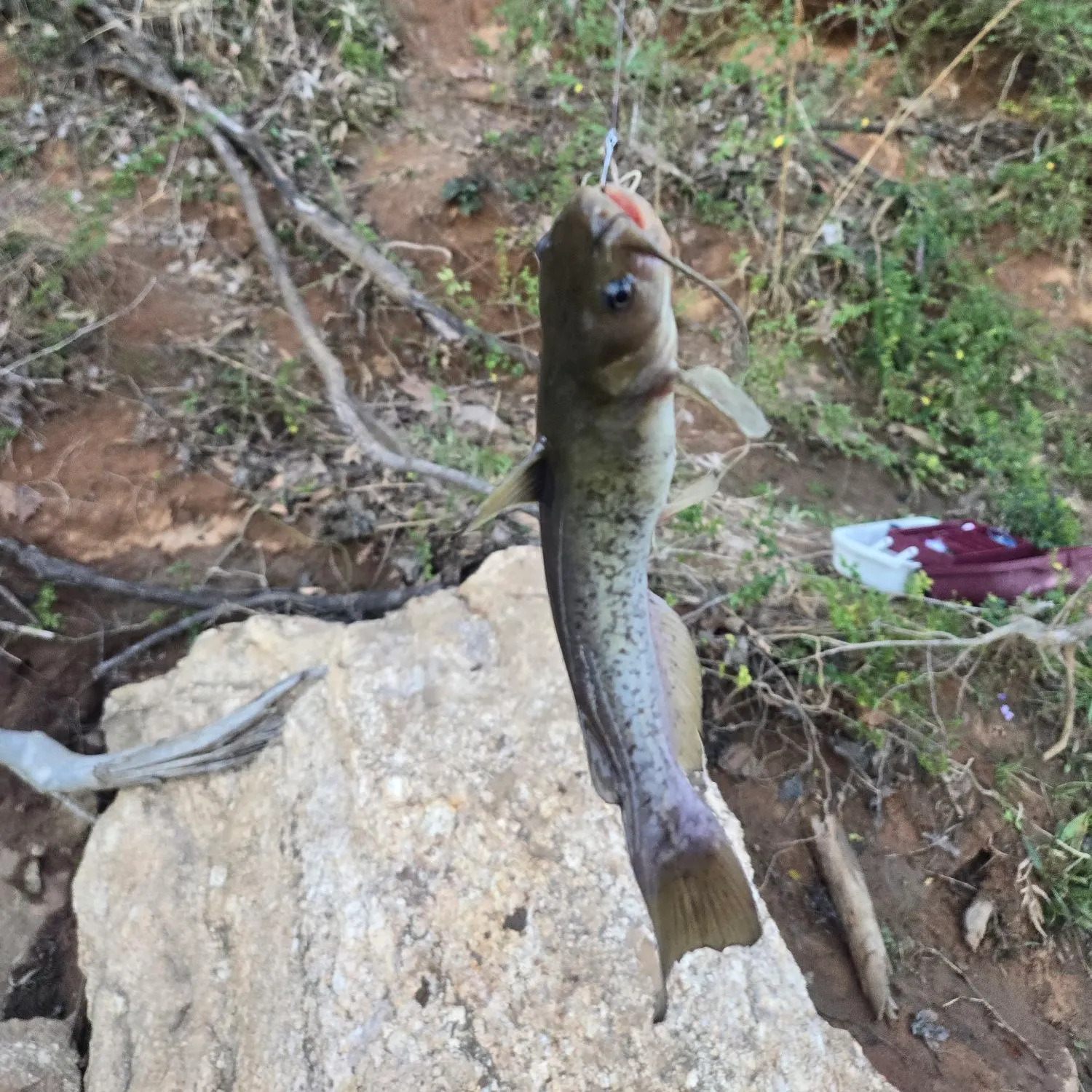 The most recent Flat bullhead catches on Fishbrain