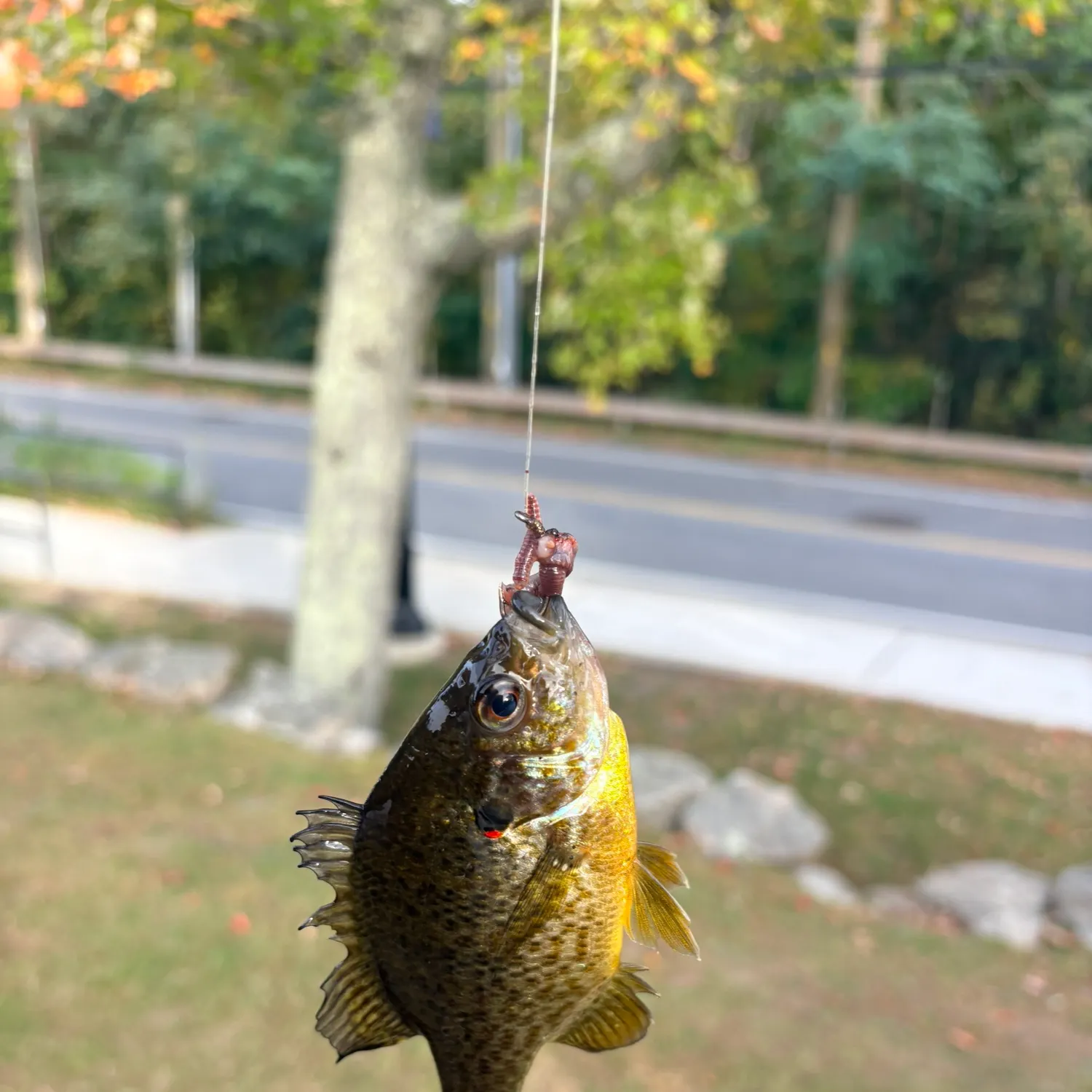 Pumpkinseed caught on Fishbrain
