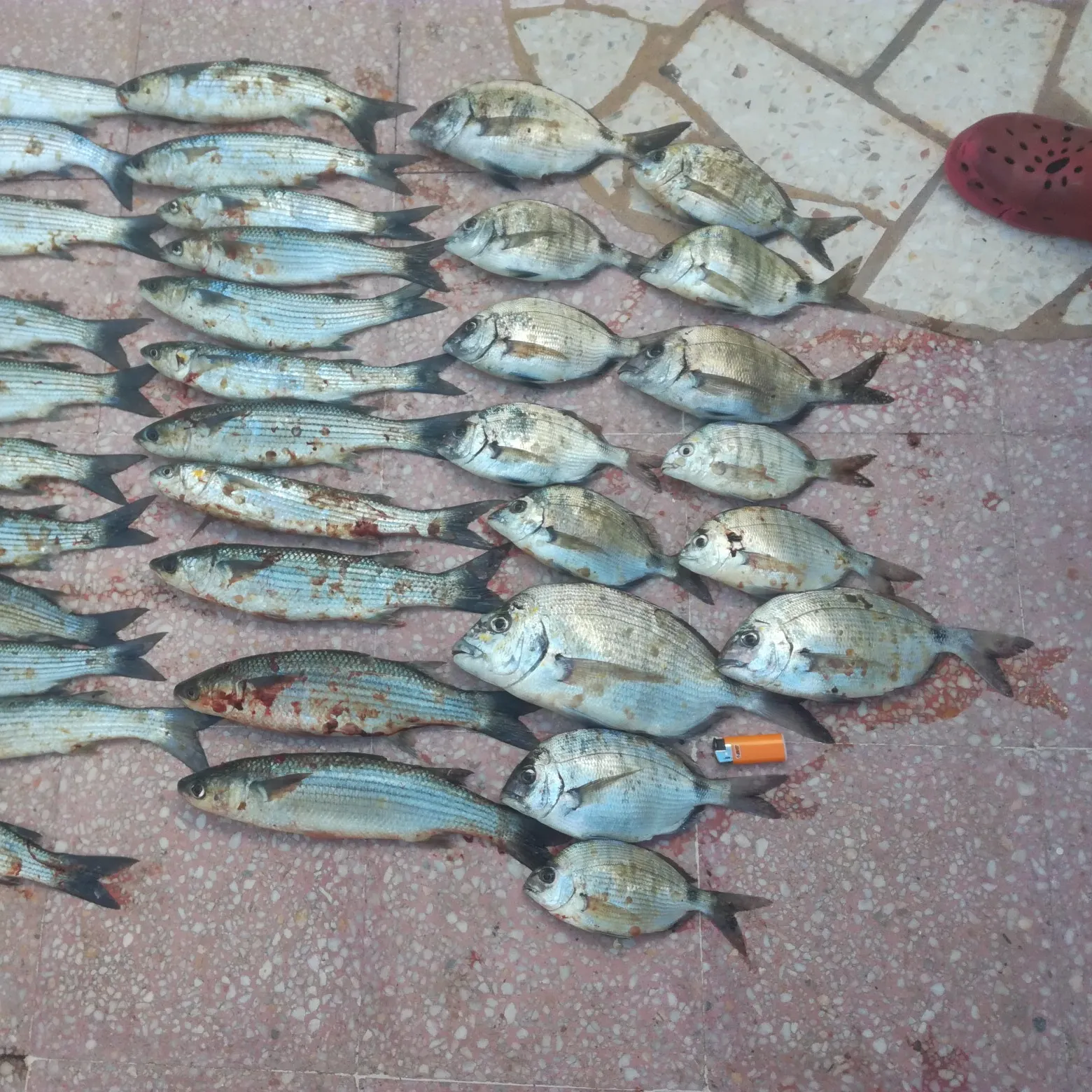 recently logged catches