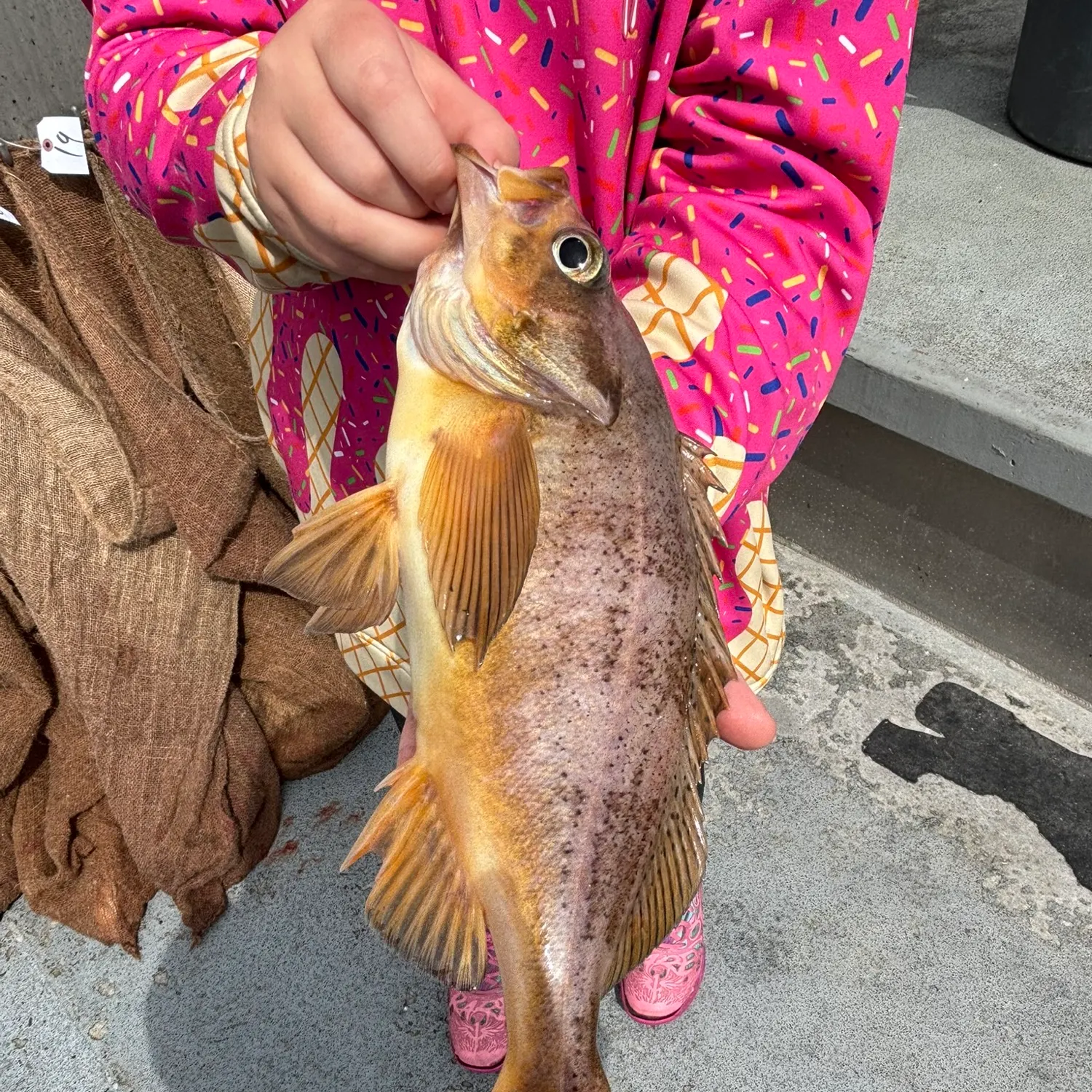The most recent Speckled rockfish catches on Fishbrain