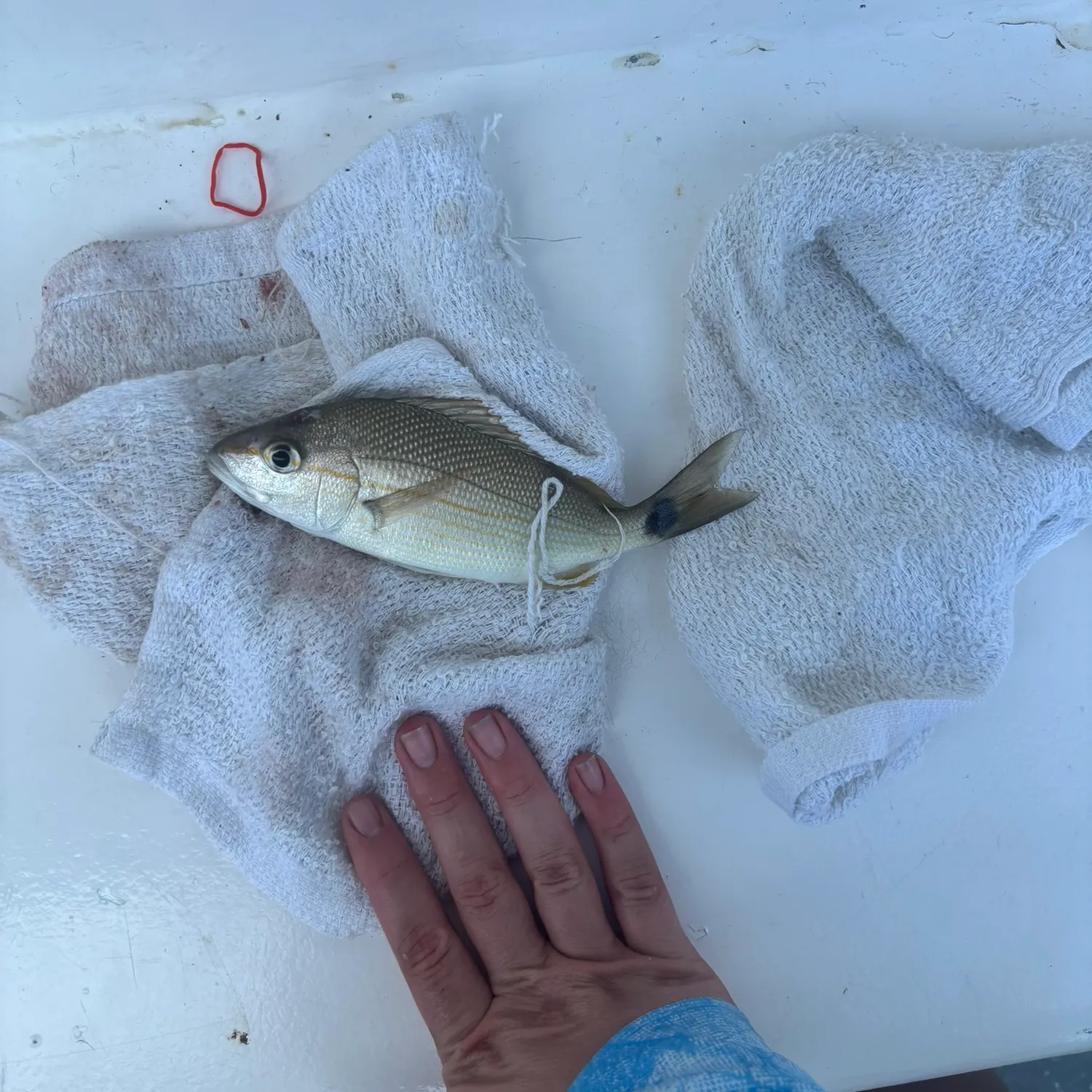 The most recent Tomtate grunt catches on Fishbrain