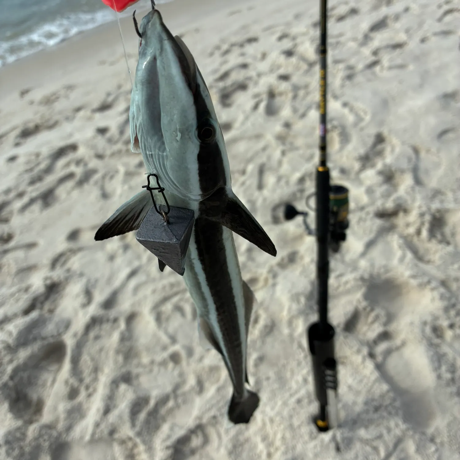 The most recent Live sharksucker catches on Fishbrain