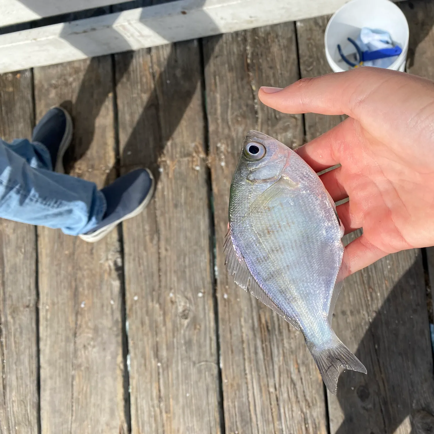 The most recent Walleye surfperch catches on Fishbrain