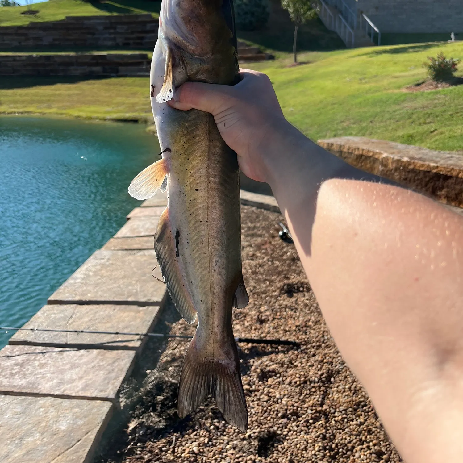 Channel catfish caught on Fishbrain