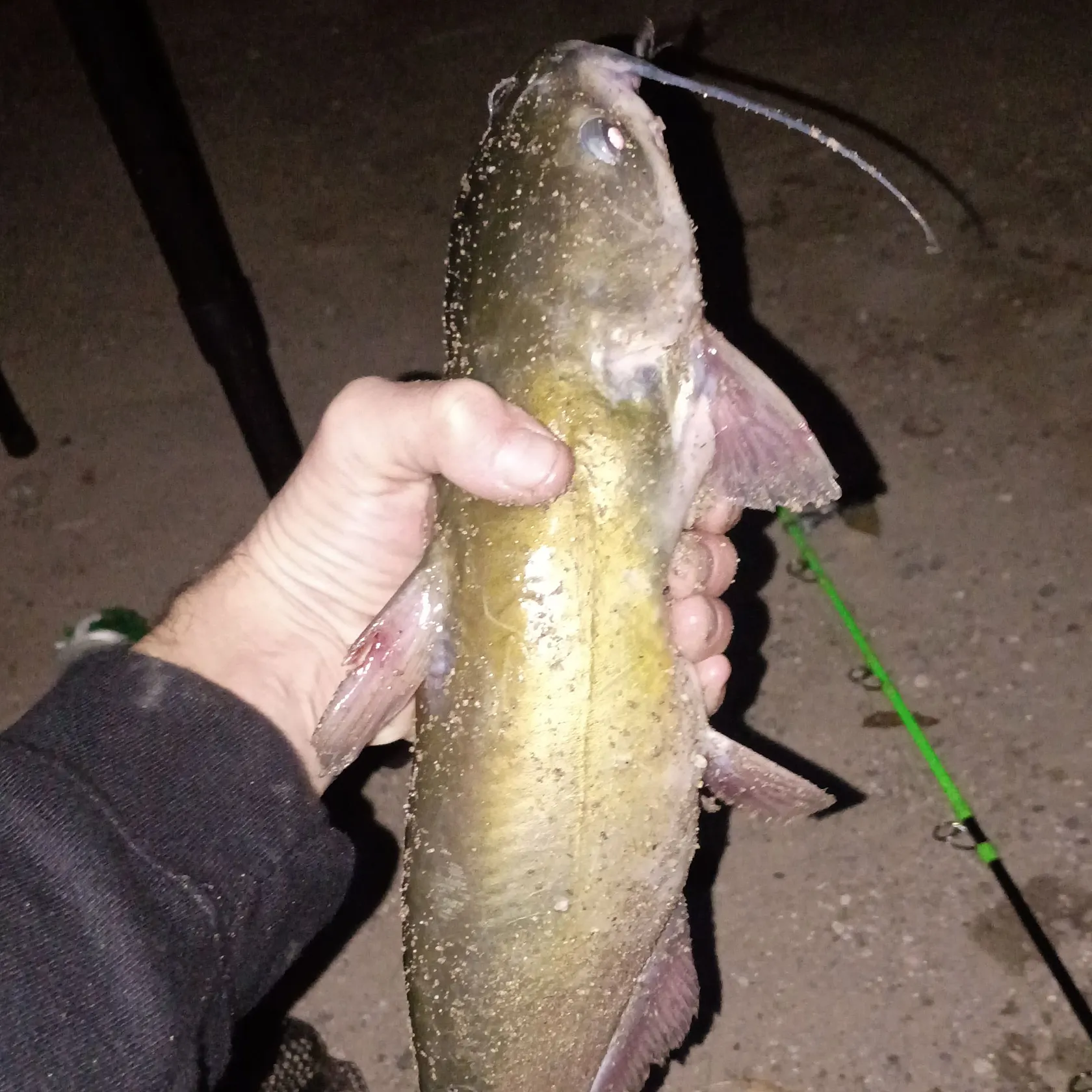 Channel catfish caught on Fishbrain