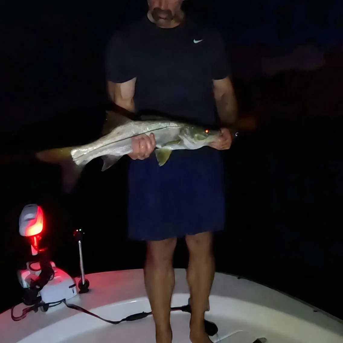 Common snook caught on Fishbrain