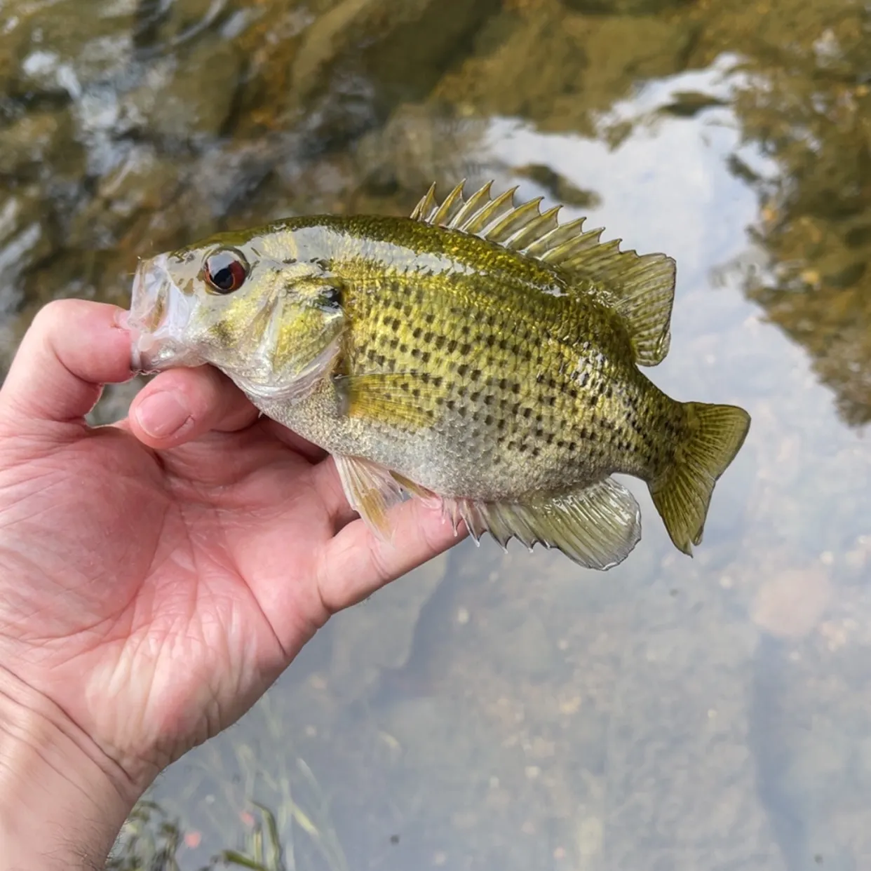Rock bass caught on Fishbrain
