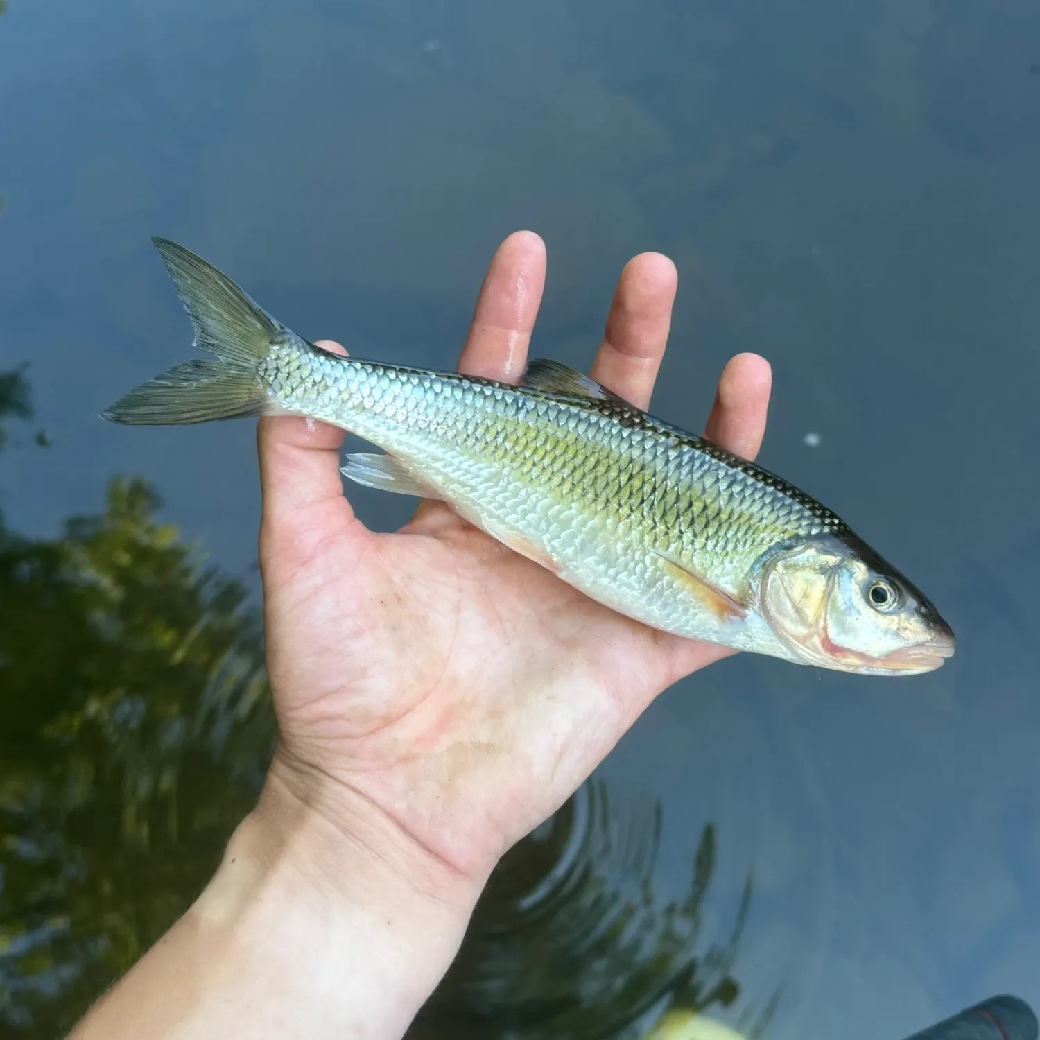 The most recent Fallfish catches on Fishbrain
