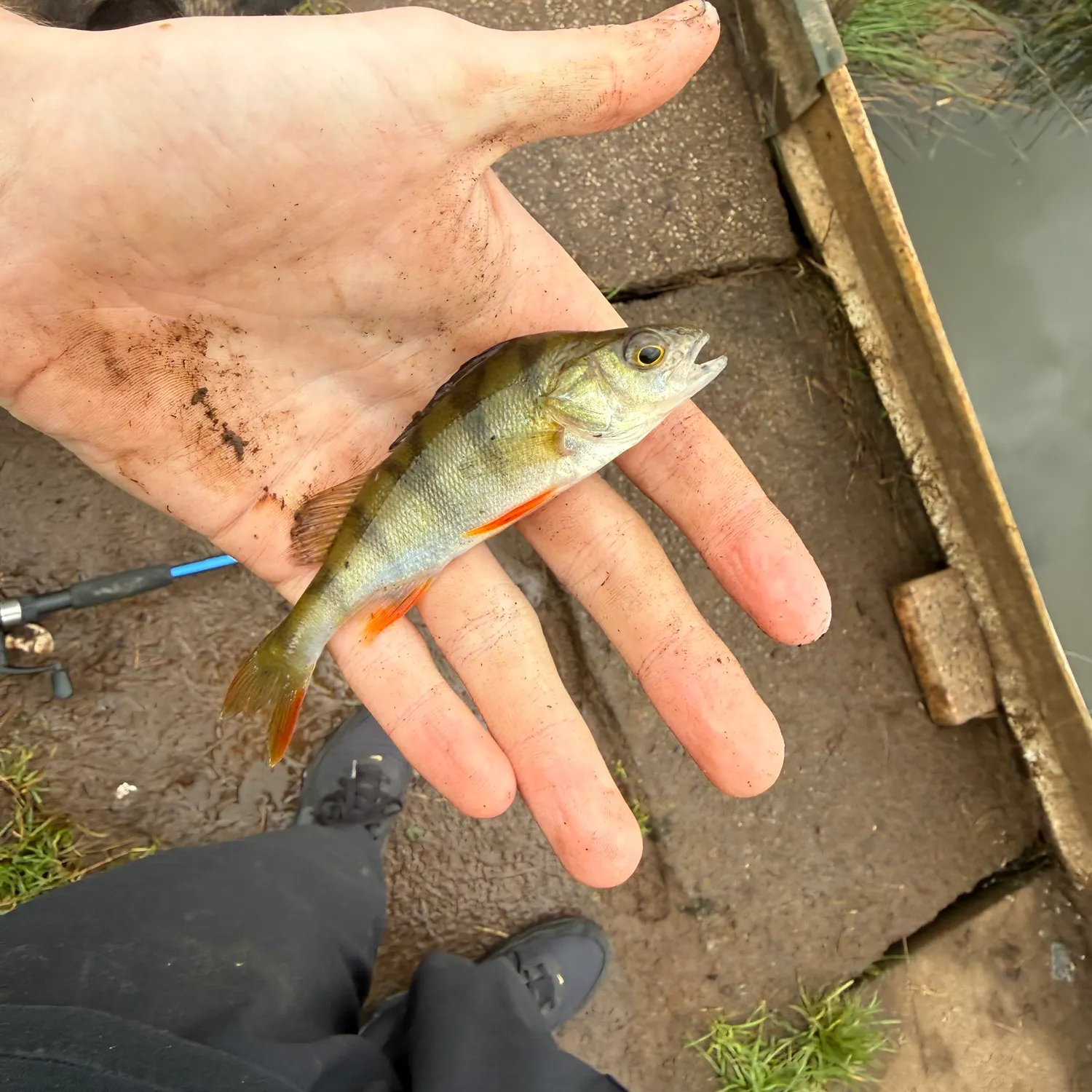 European perch caught on Fishbrain
