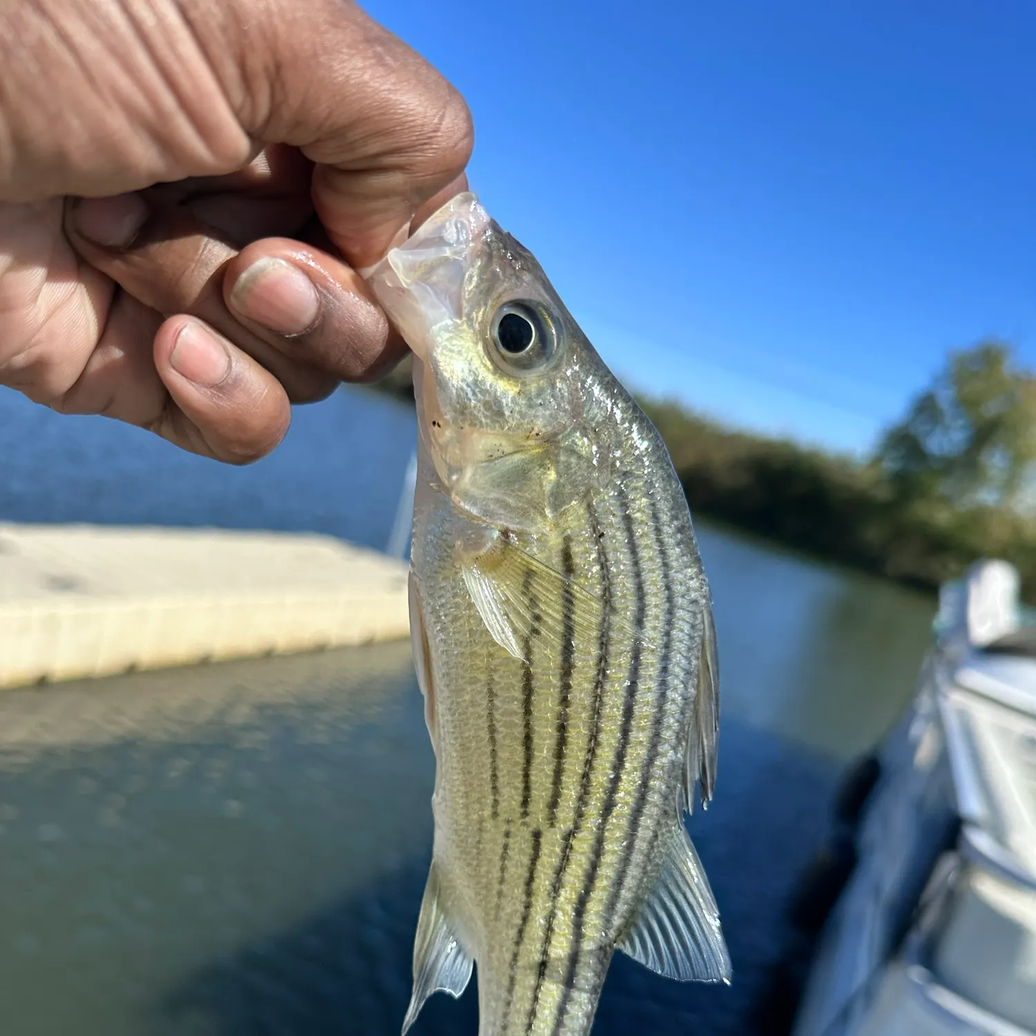 Striped bass caught on Fishbrain