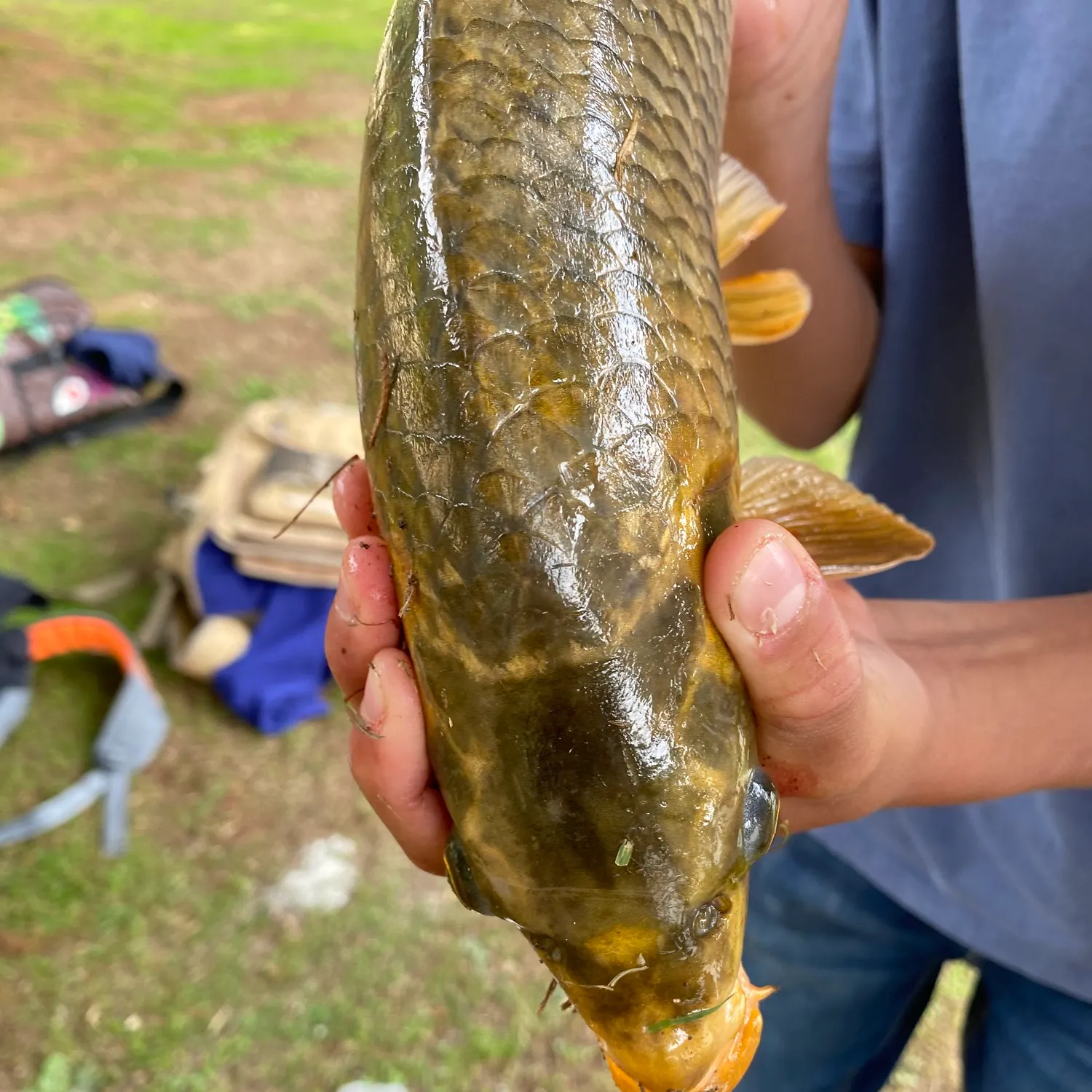 The most recent Koi x common carp catches on Fishbrain