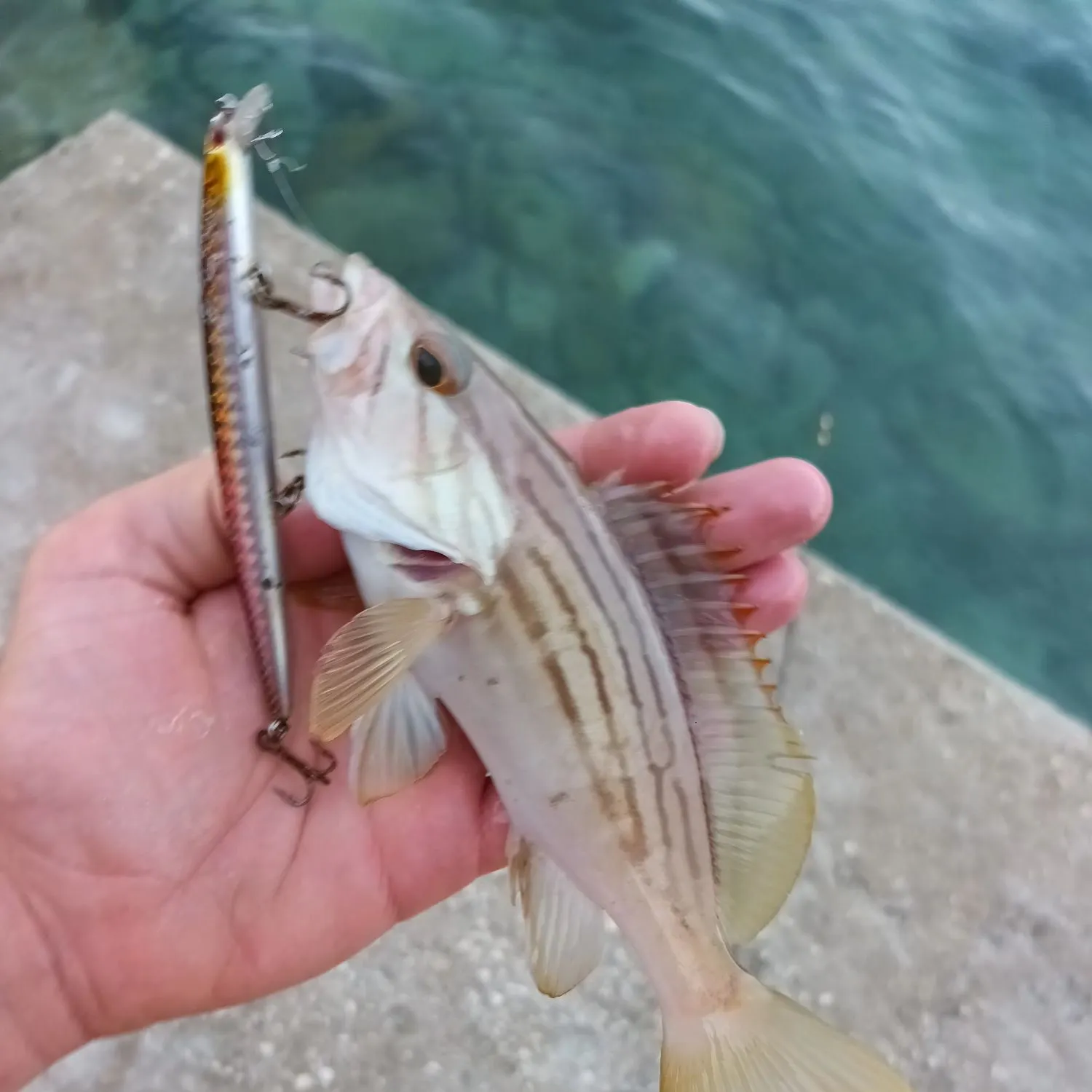 The most recent Goldblotched grouper catches on Fishbrain