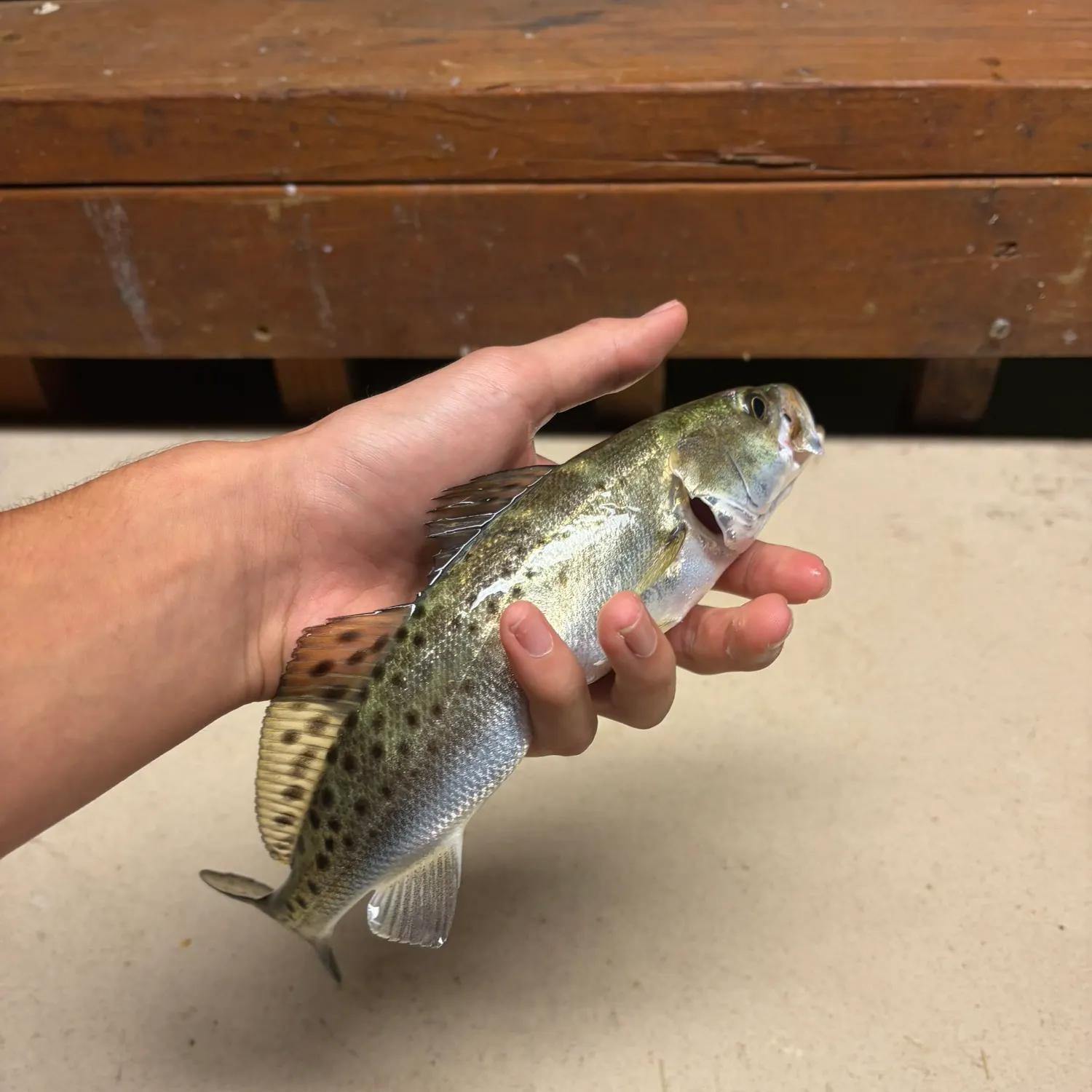 Spotted seatrout caught on Fishbrain