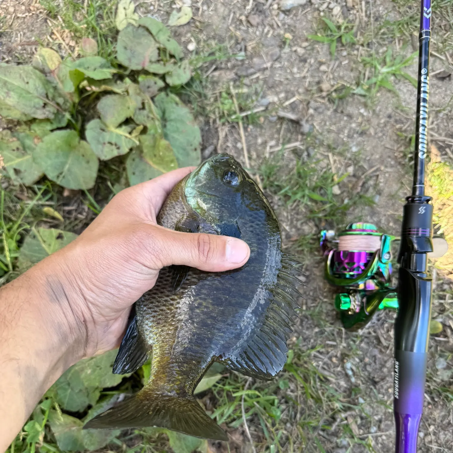 Bluegill caught on Fishbrain