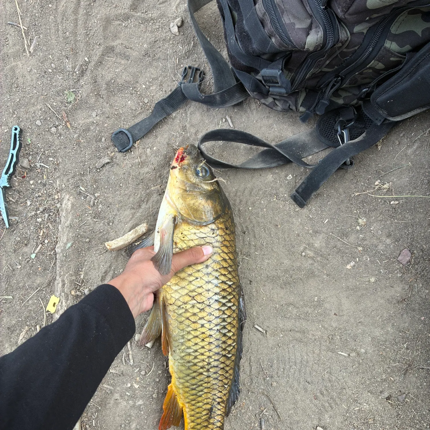 Common carp caught on Fishbrain
