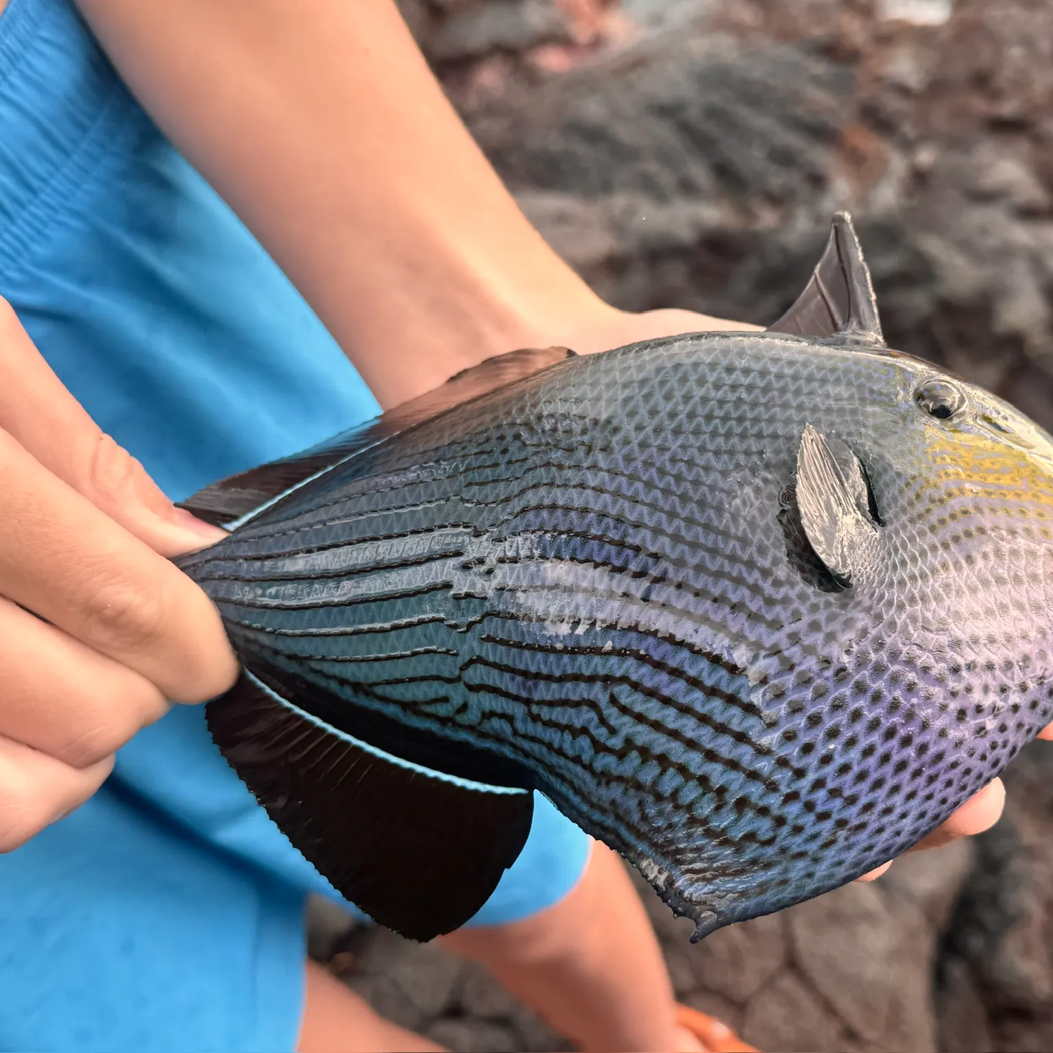 The most recent Black triggerfish catches on Fishbrain
