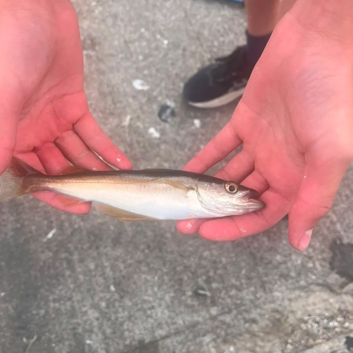 The most recent Pollack catches on Fishbrain