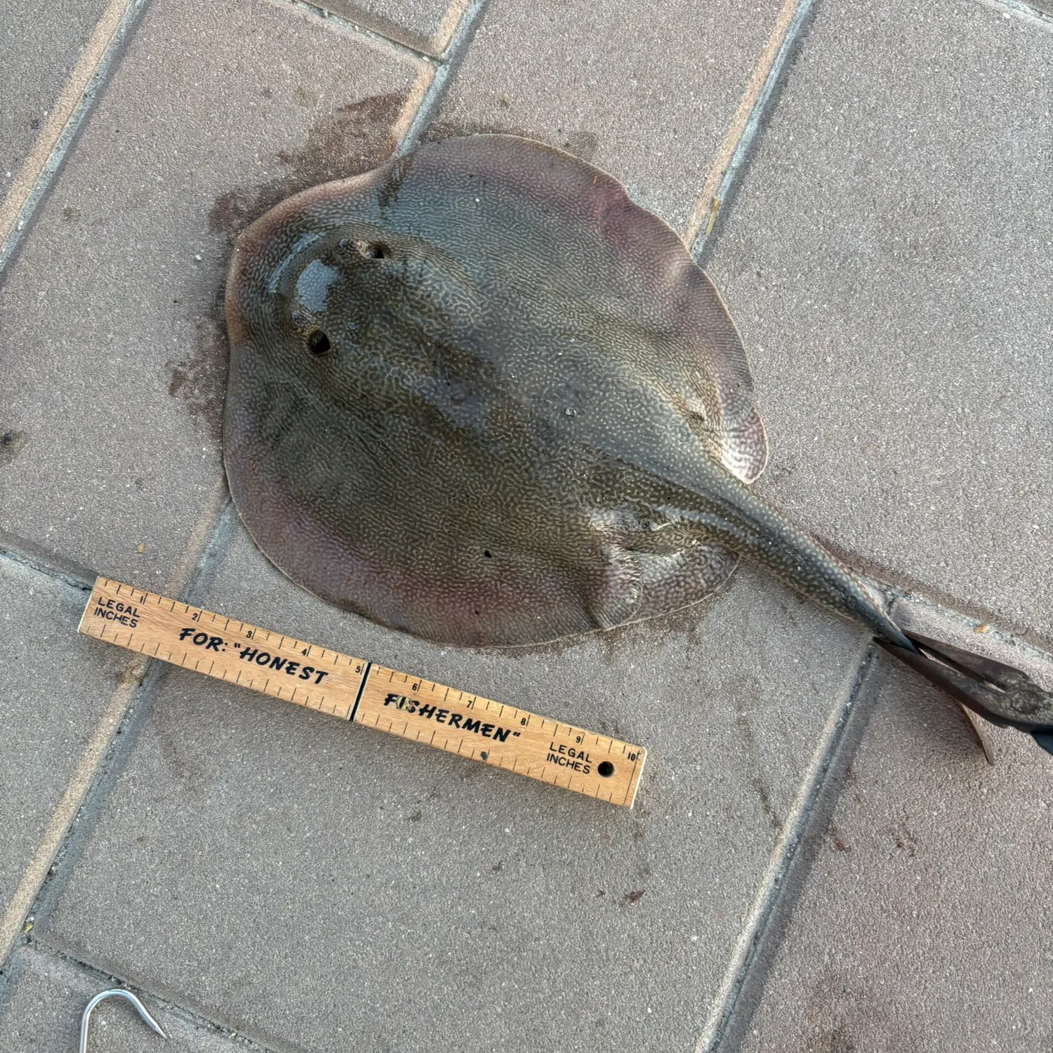 The most recent Haller's round ray catches on Fishbrain